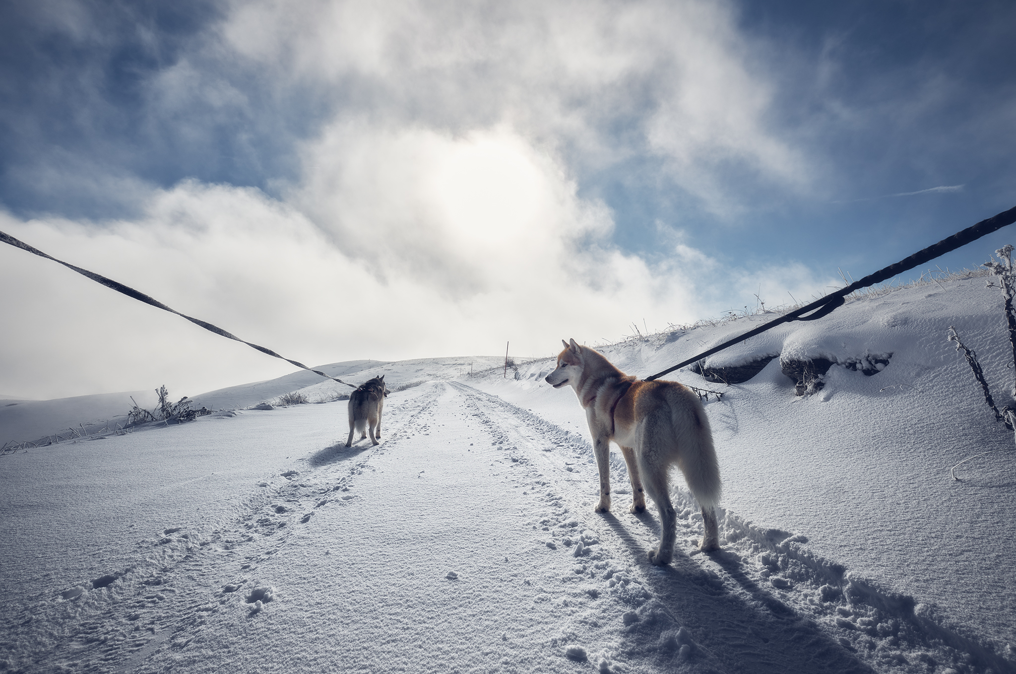 first lesson for sled dogs
