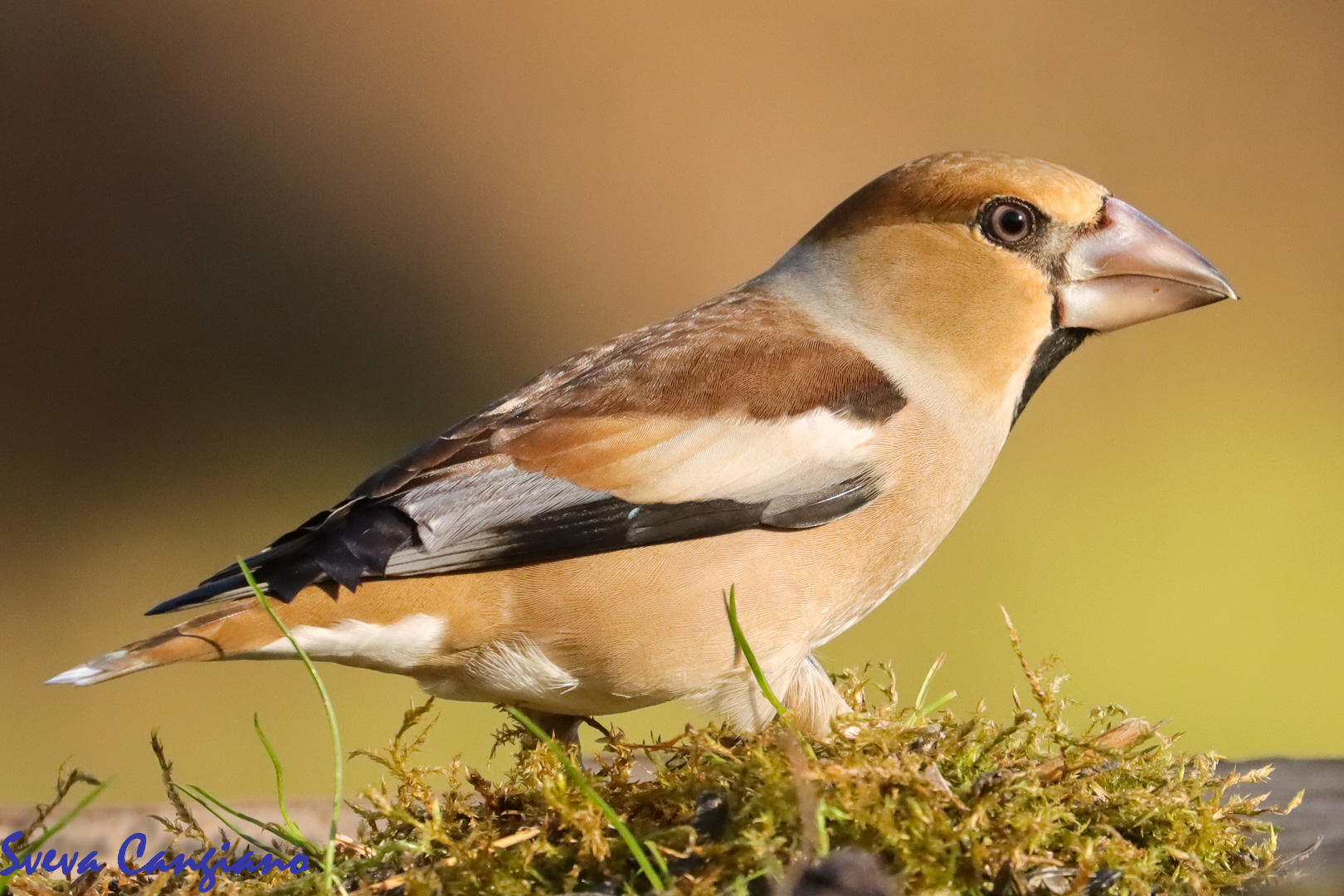 HAWFINCH