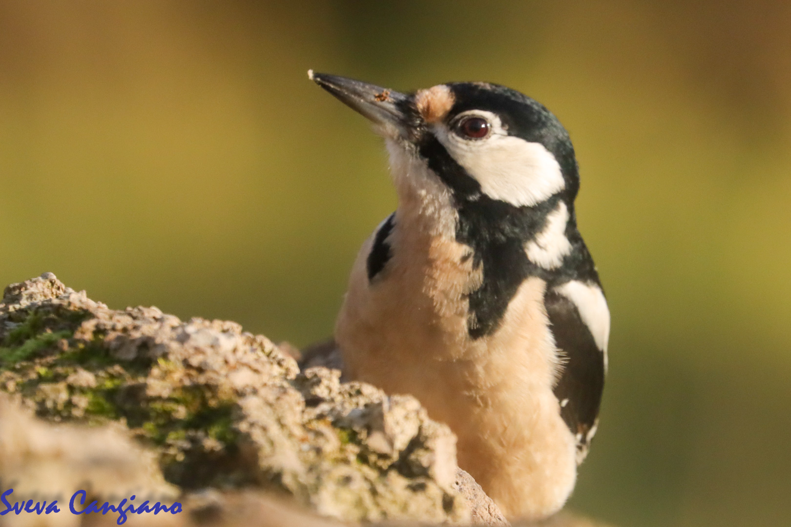 GREATER RED WOODPECKER
