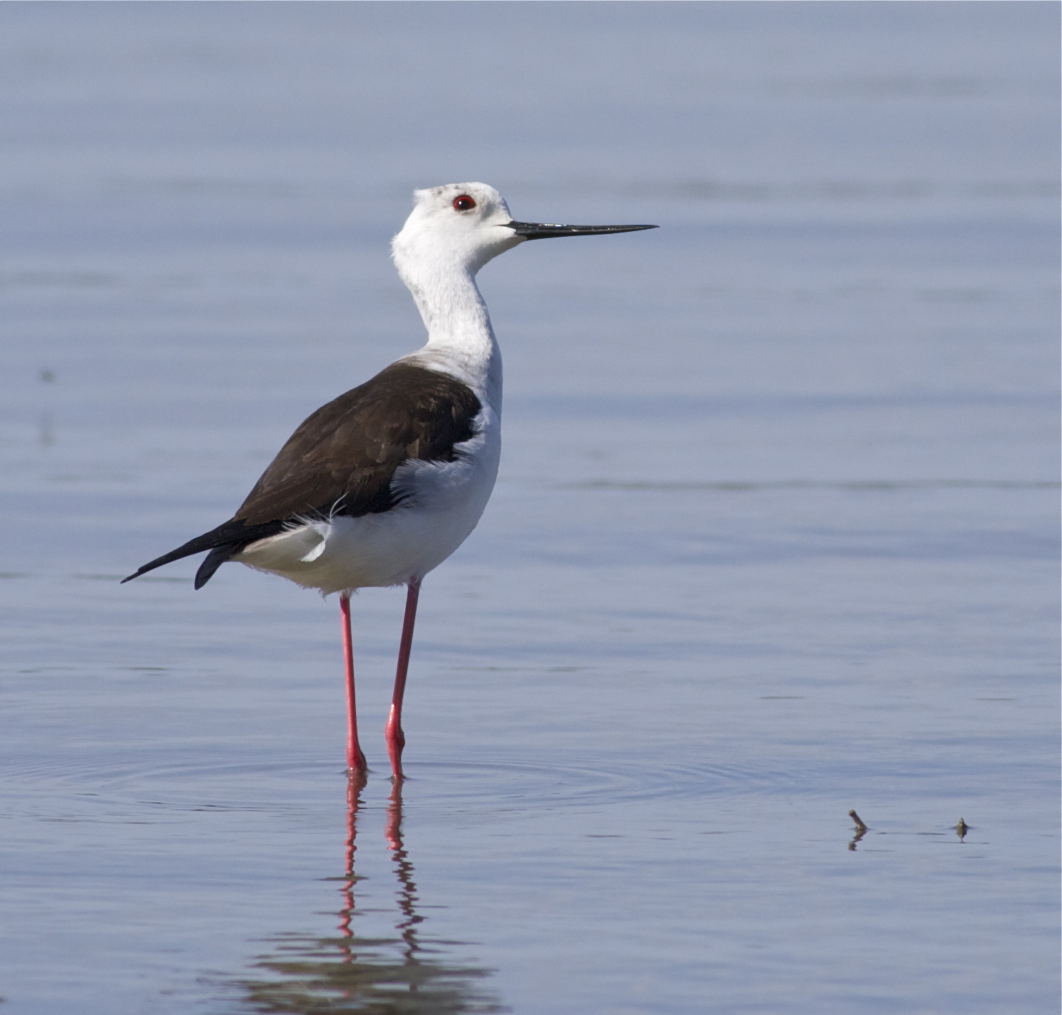 cavaliere d'italia curioso