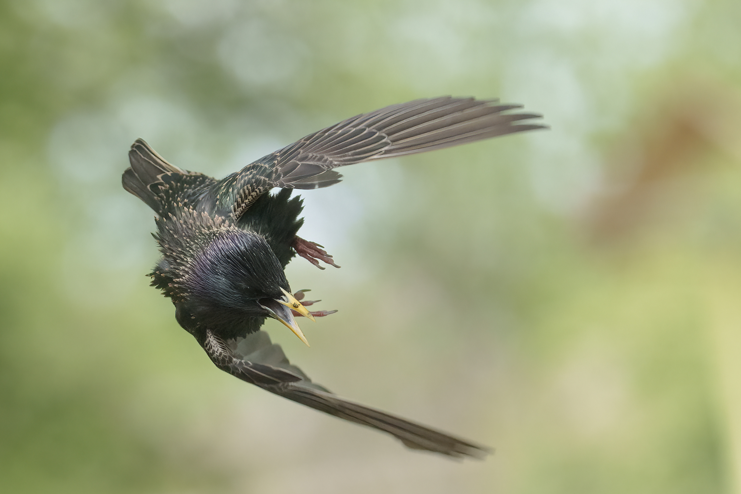European starling (Sturnus vulgaris)