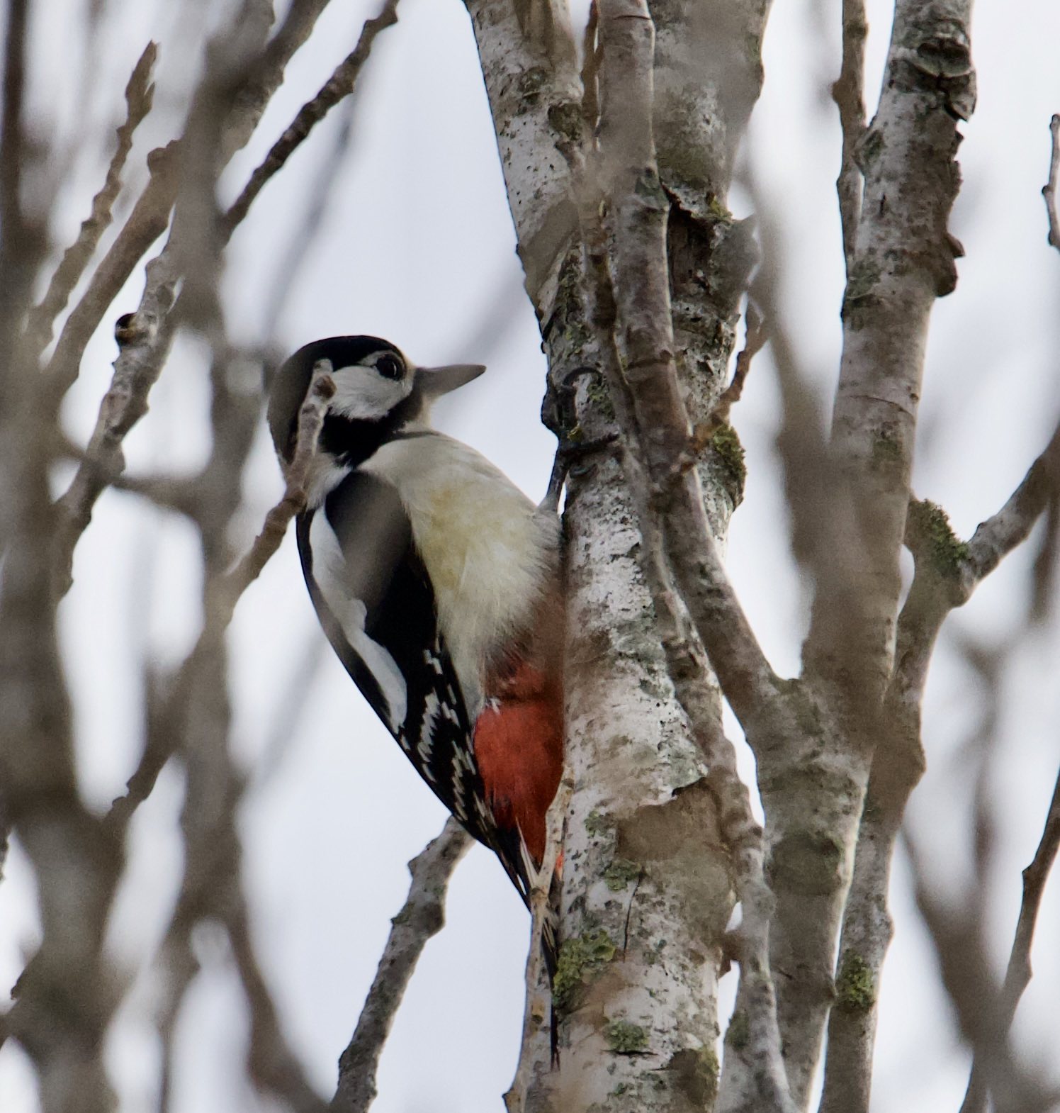 Woodpecker