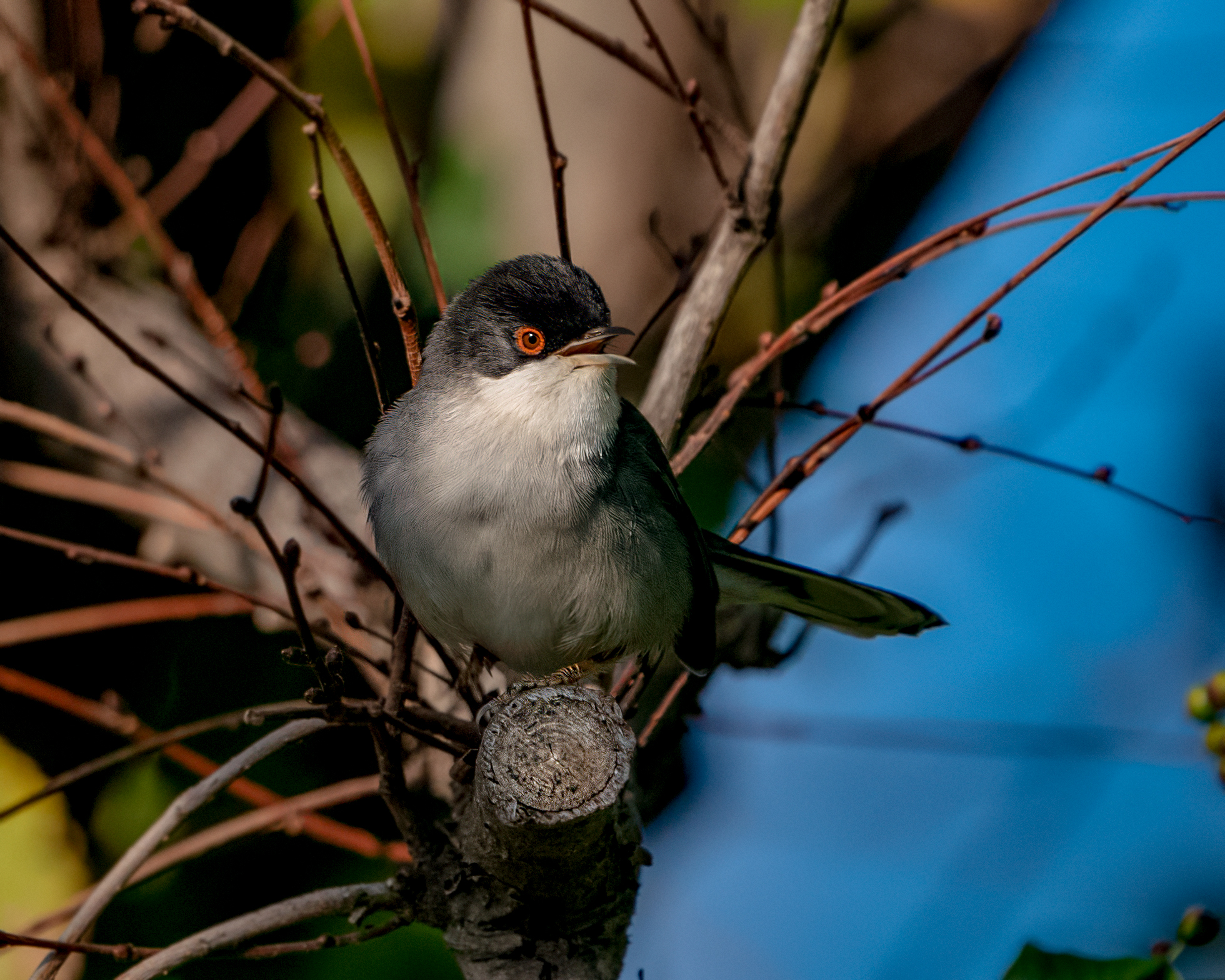 Sardinian warbler