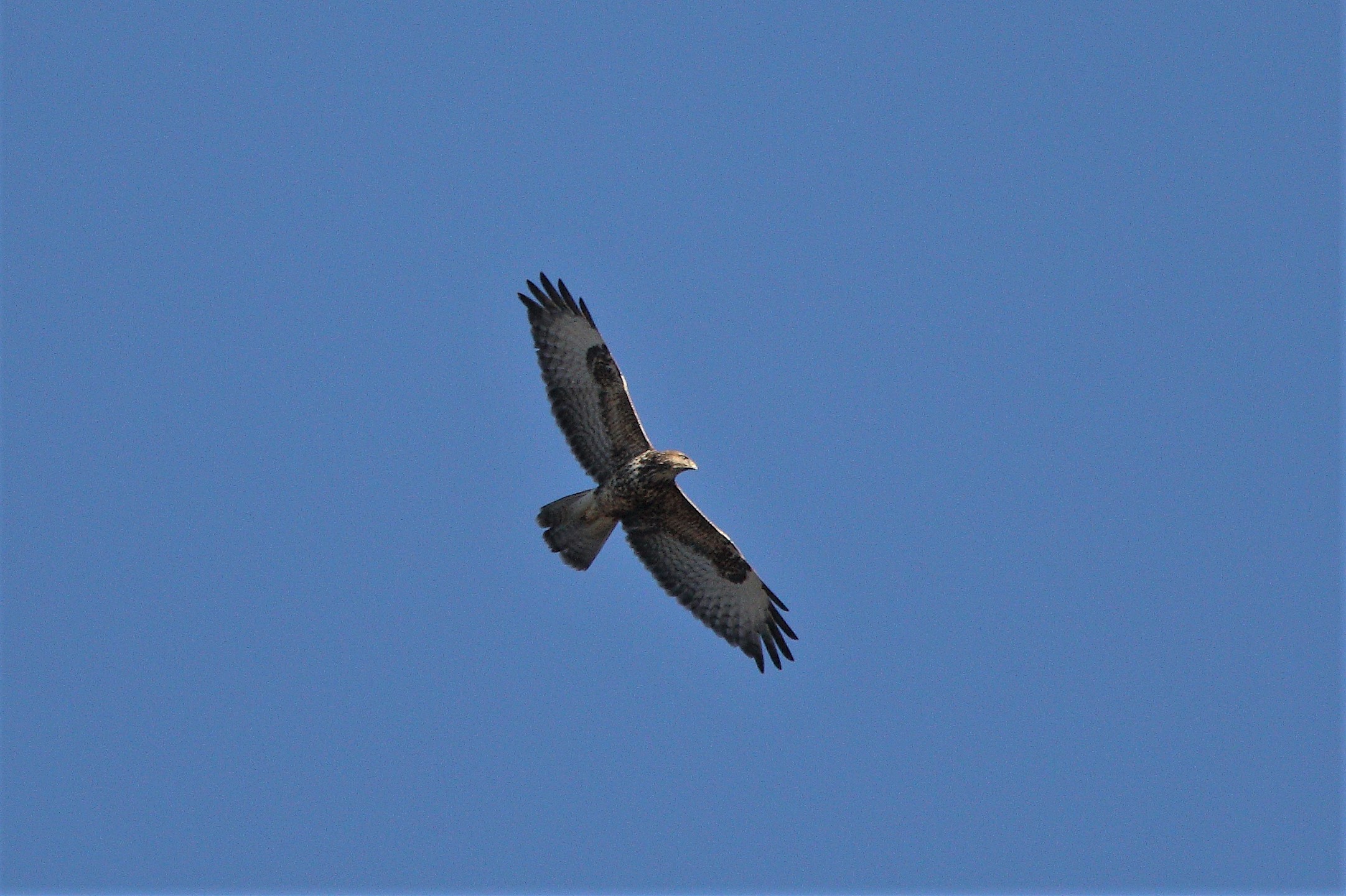 Buzzard