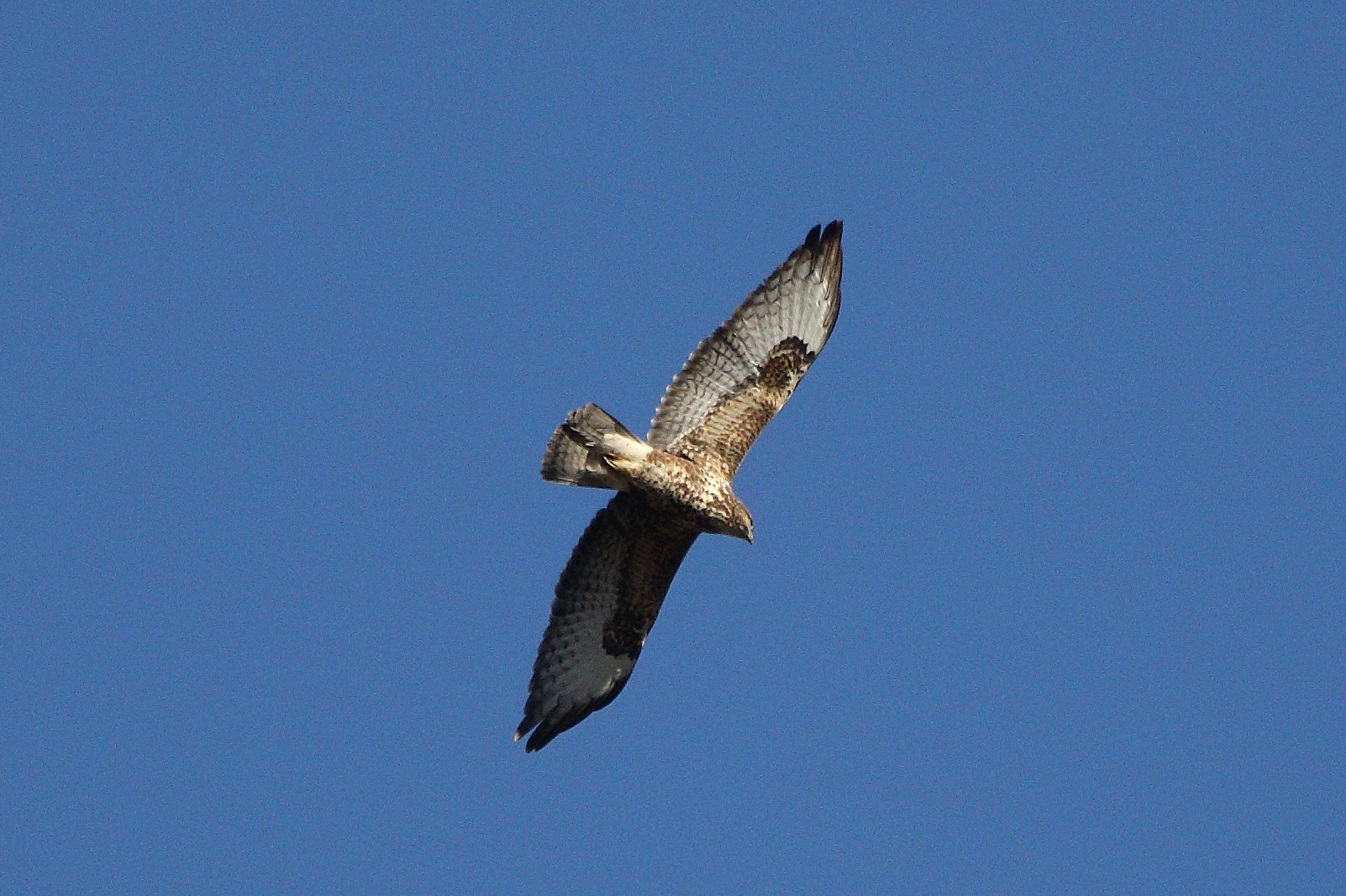 Buzzard