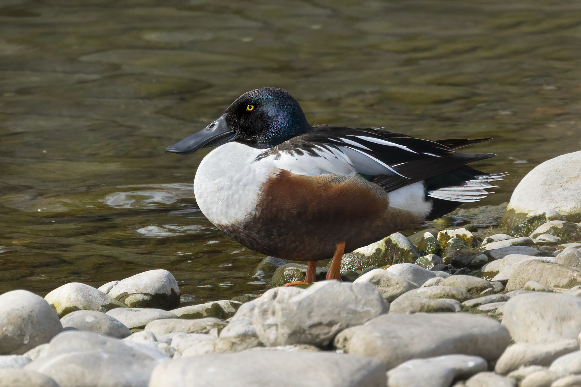 mestolone di liguria
