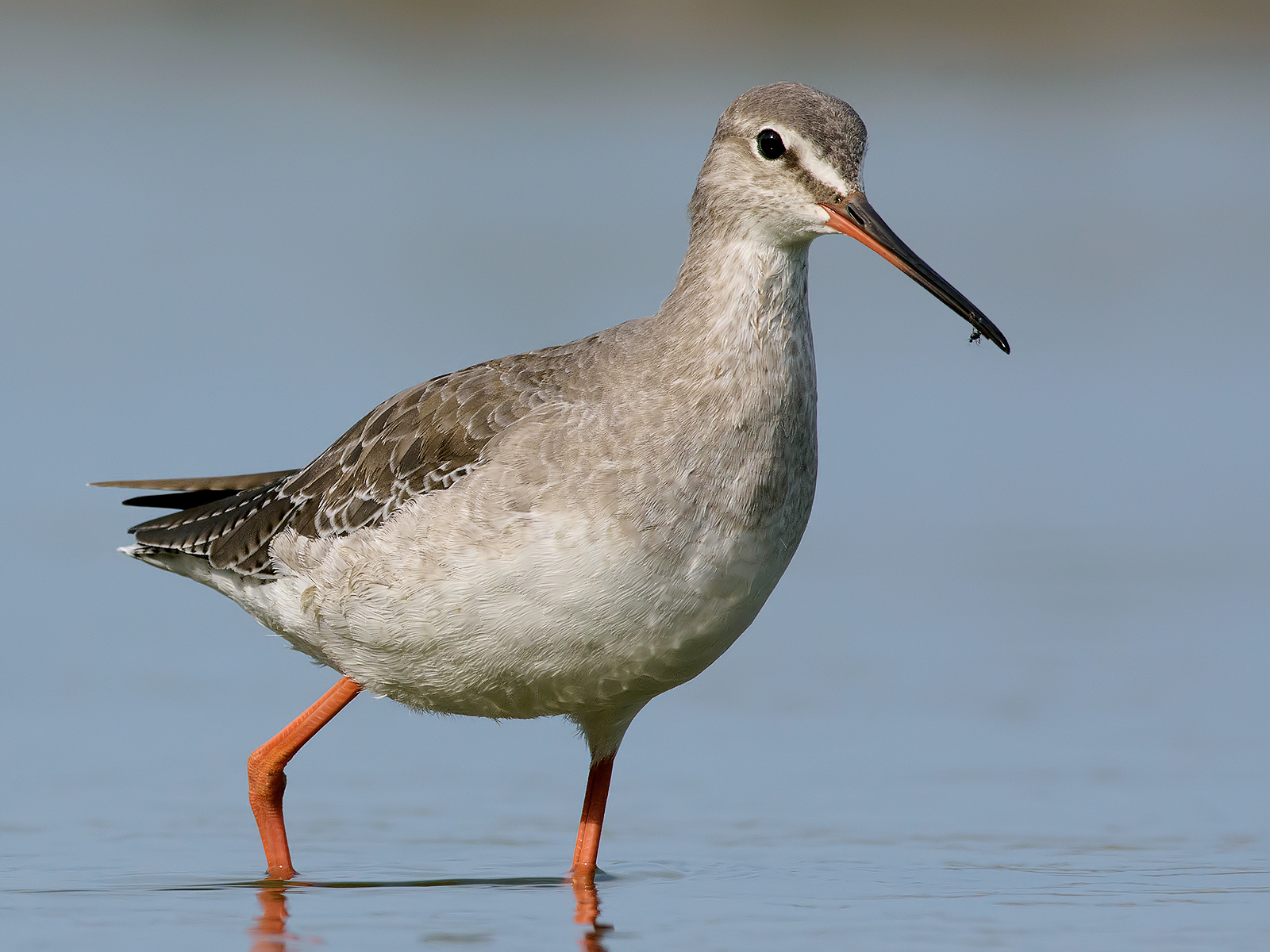 Totano moro (Tringa erythropus). 4