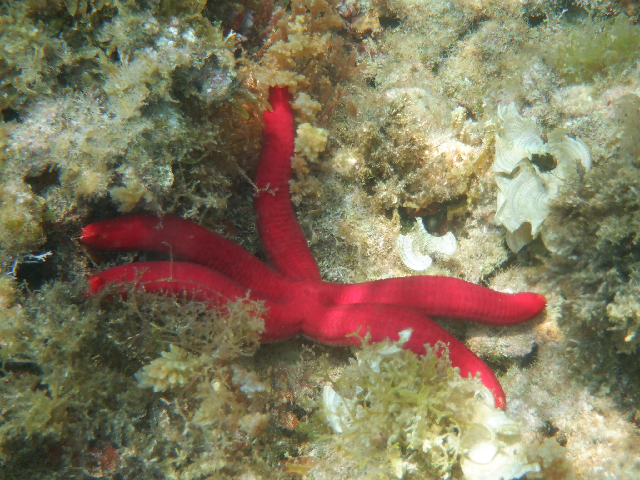 red sea star