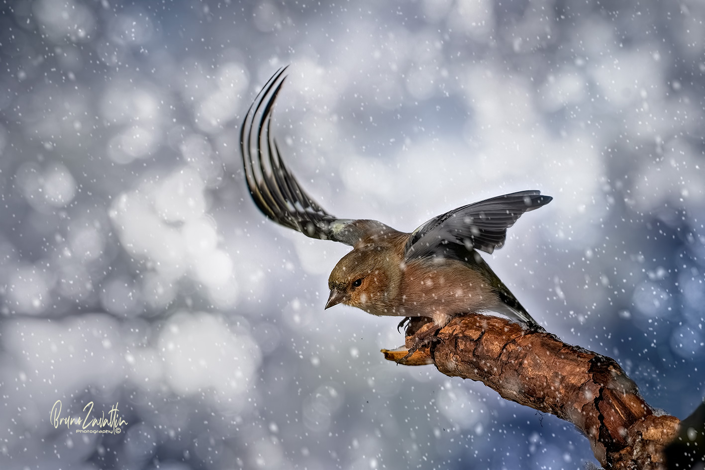 Male chaffinch "Fringilla coelebs"