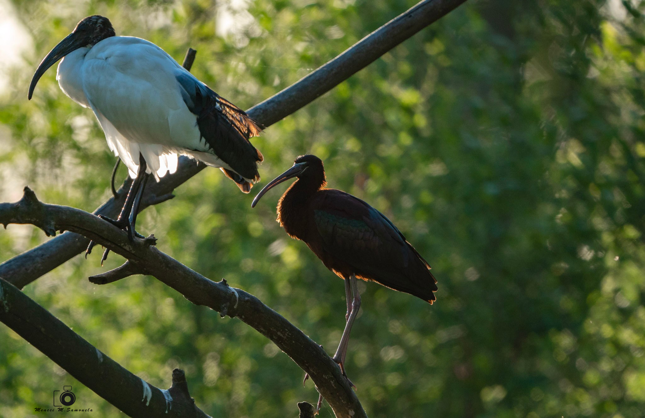 Ibis Sacro and Mignattaio at sunset