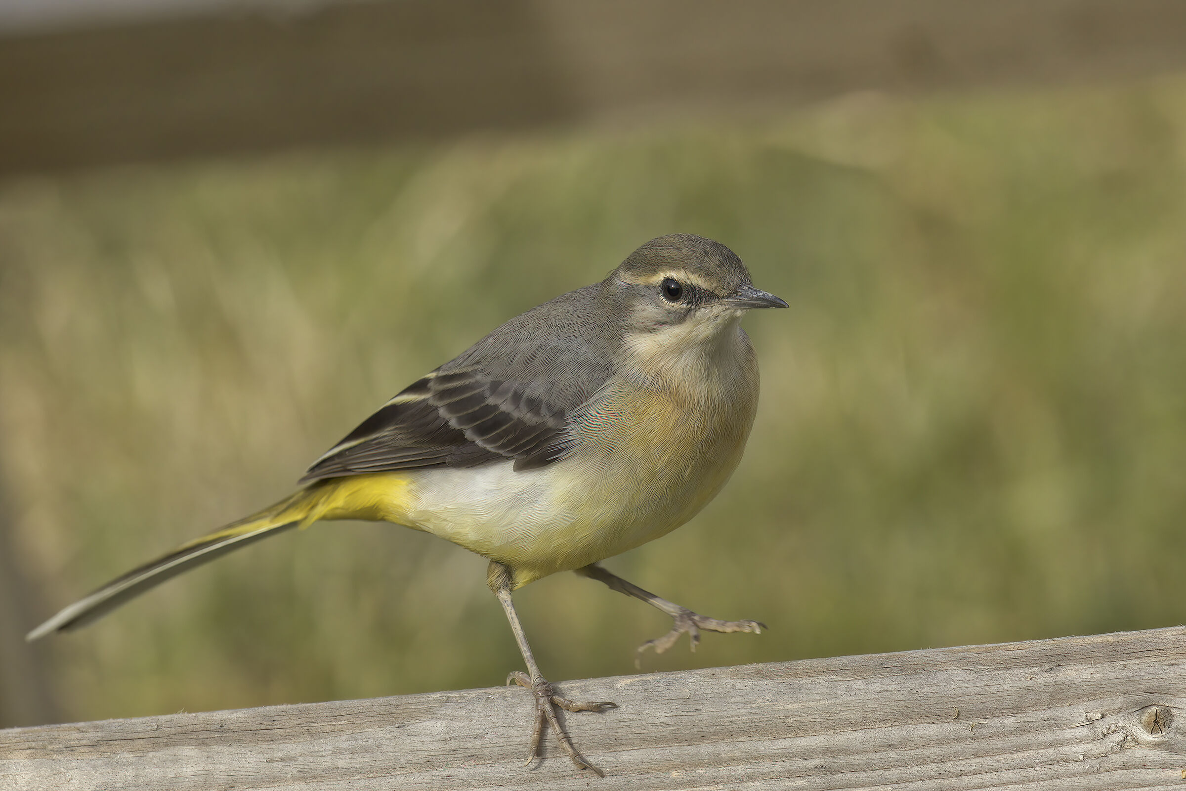 Ballerina gialla casalinga2