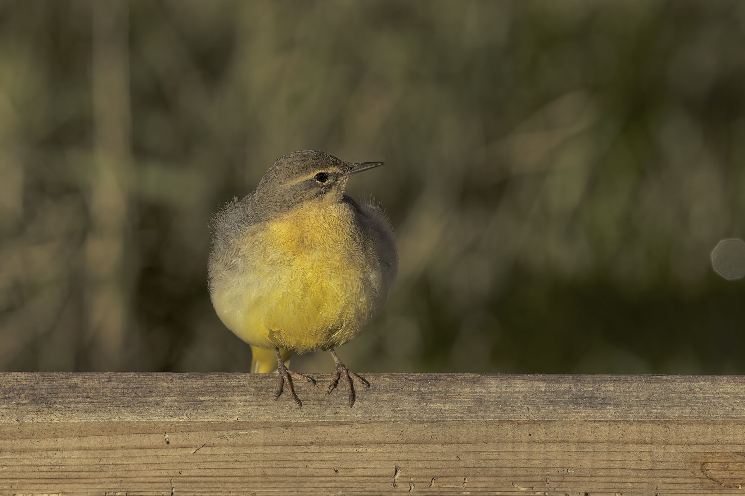 Ballerina gialla casalinga3