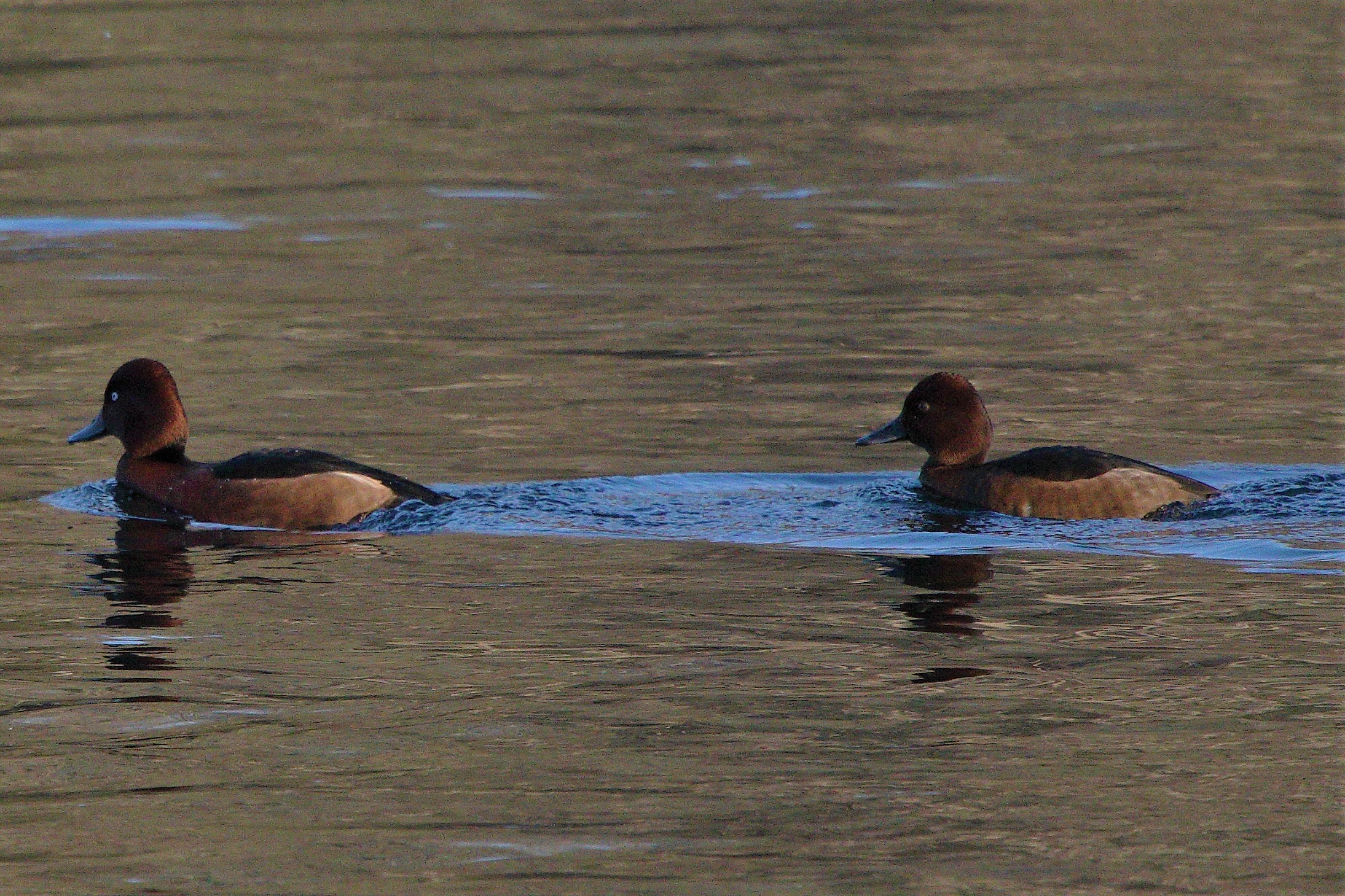ferruginous duck
