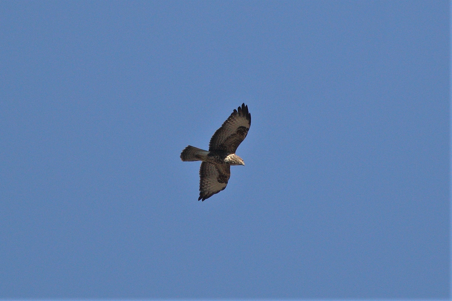Buzzard