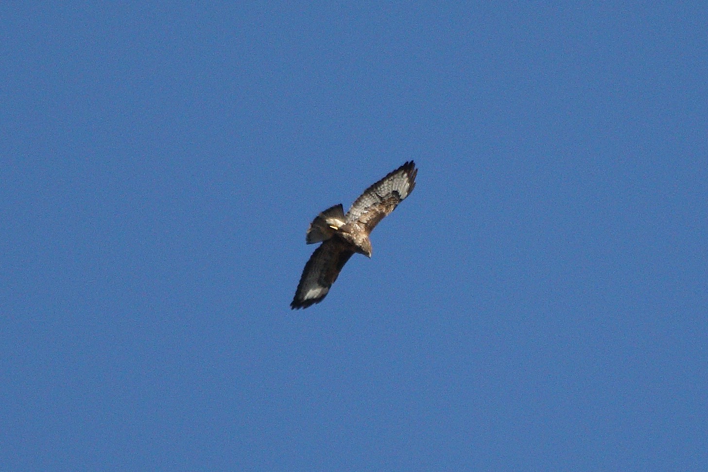 Buzzard