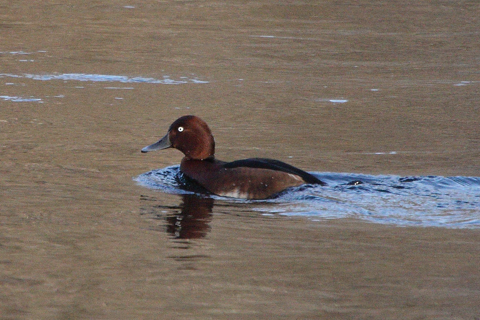 ferruginous duck