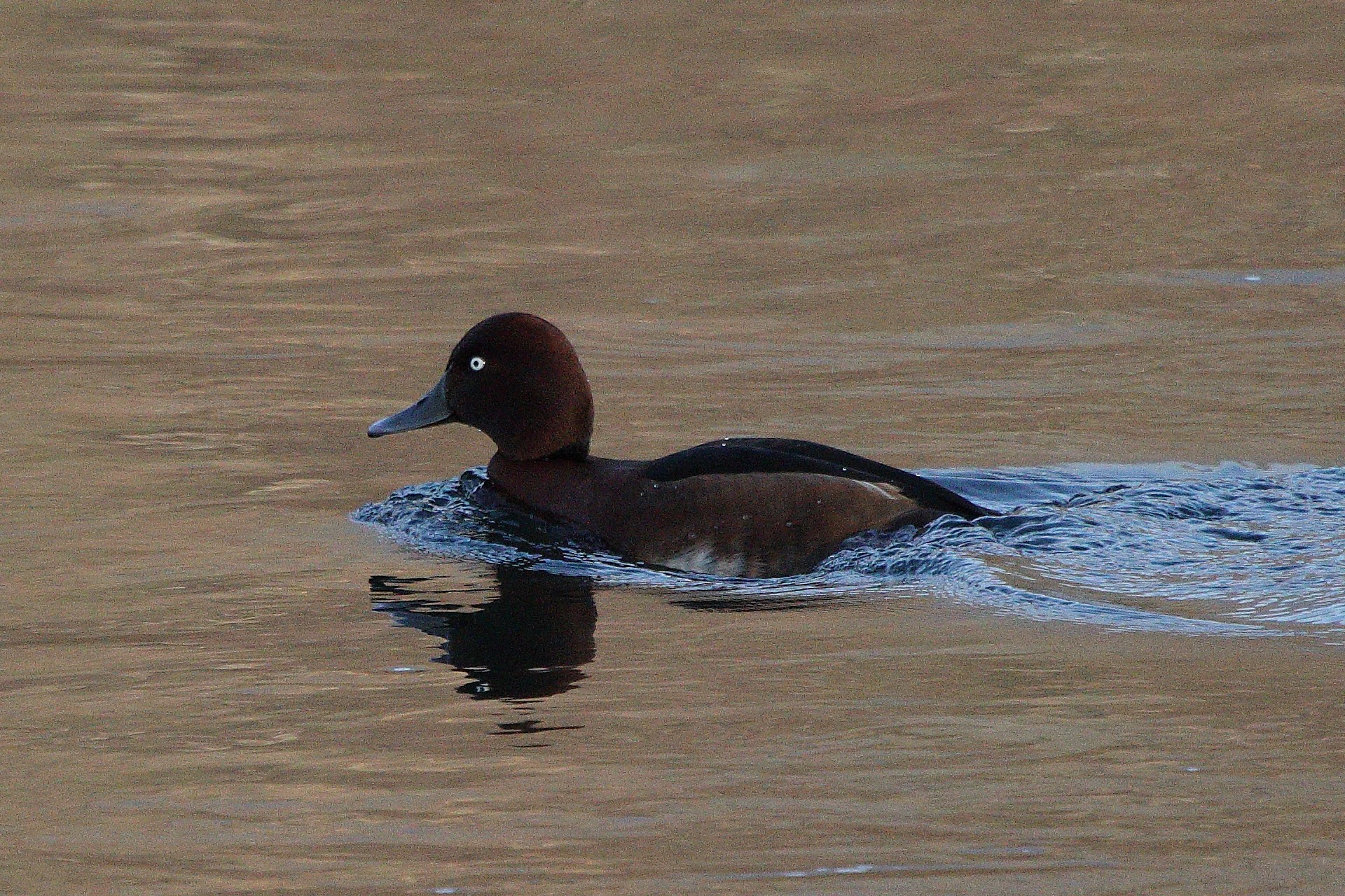 ferruginous duck