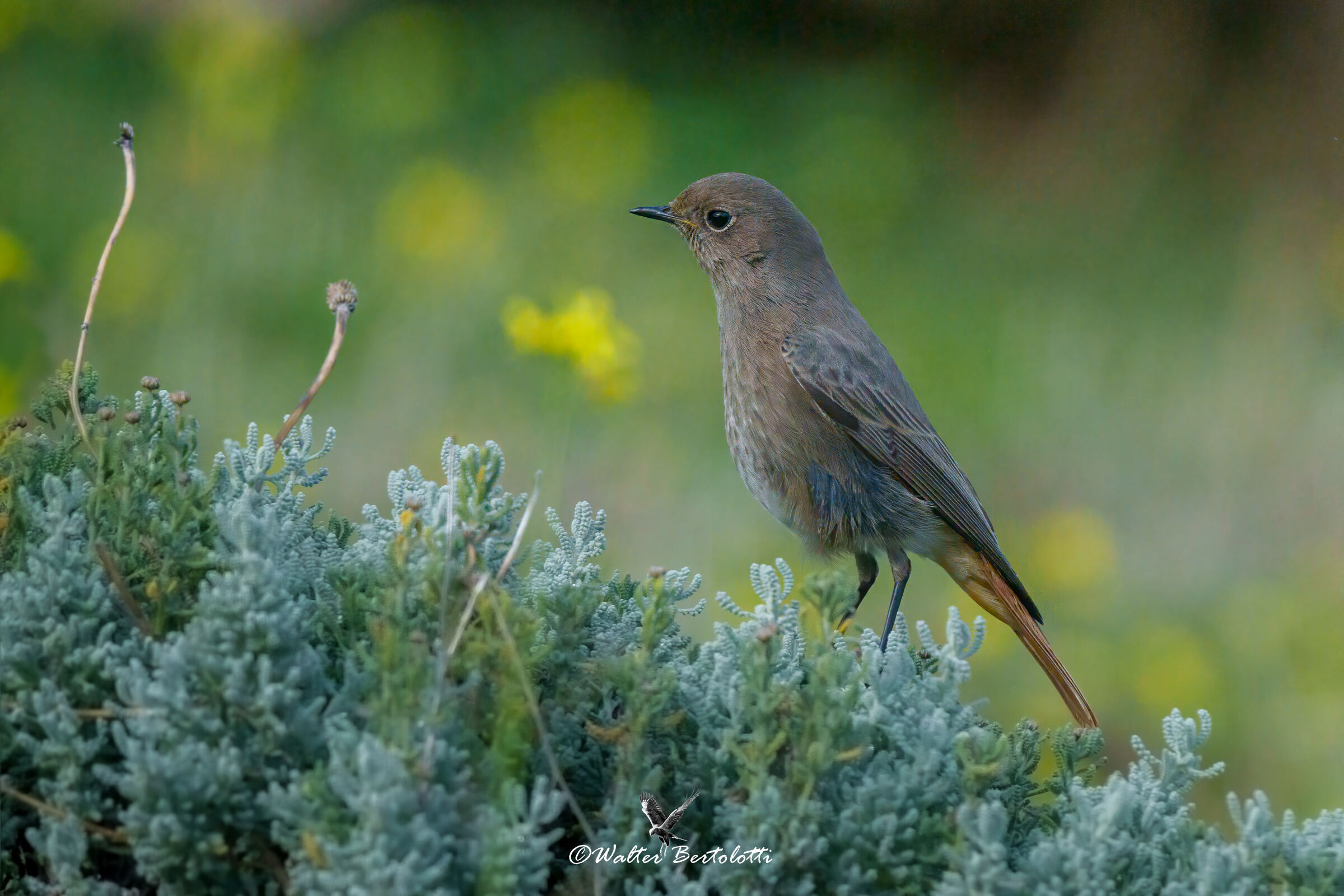 codirosso spazzacamino (f)