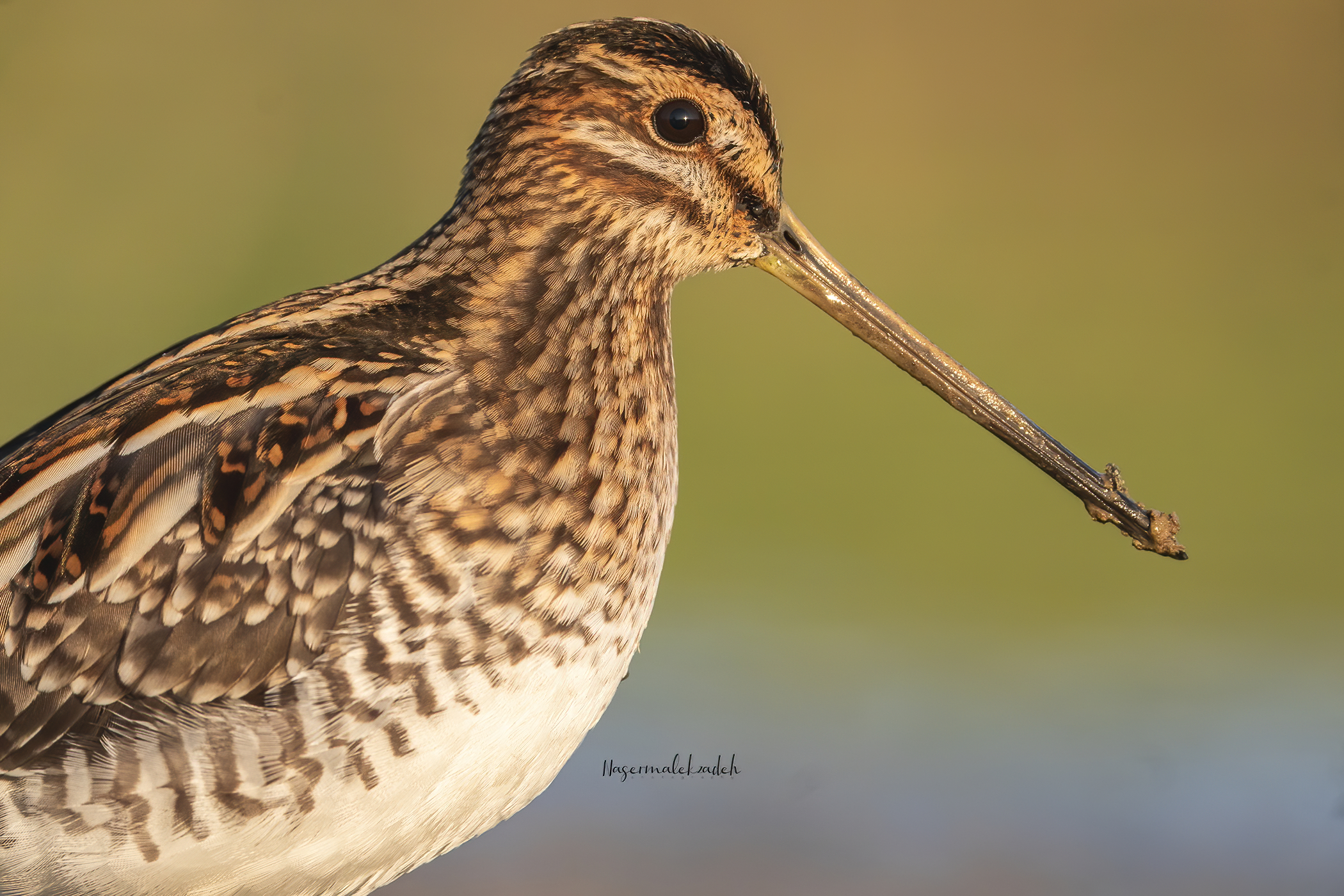 Snipe