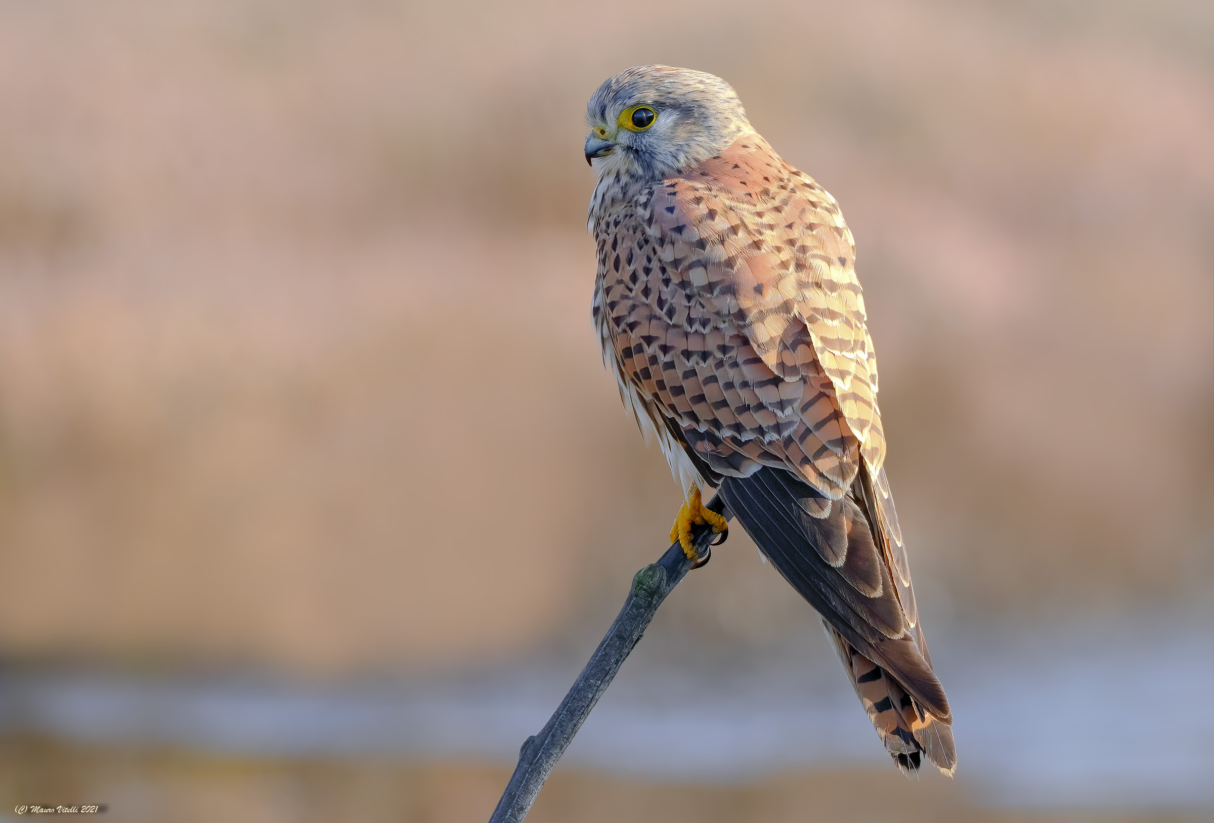 Kestrel (Falco tinnunculus) female