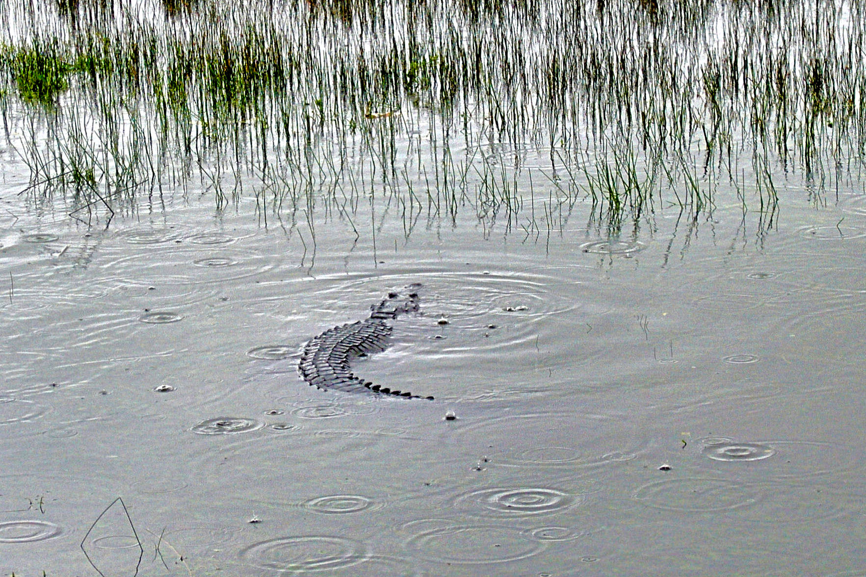 Ecco un cocco...un cocco per te...