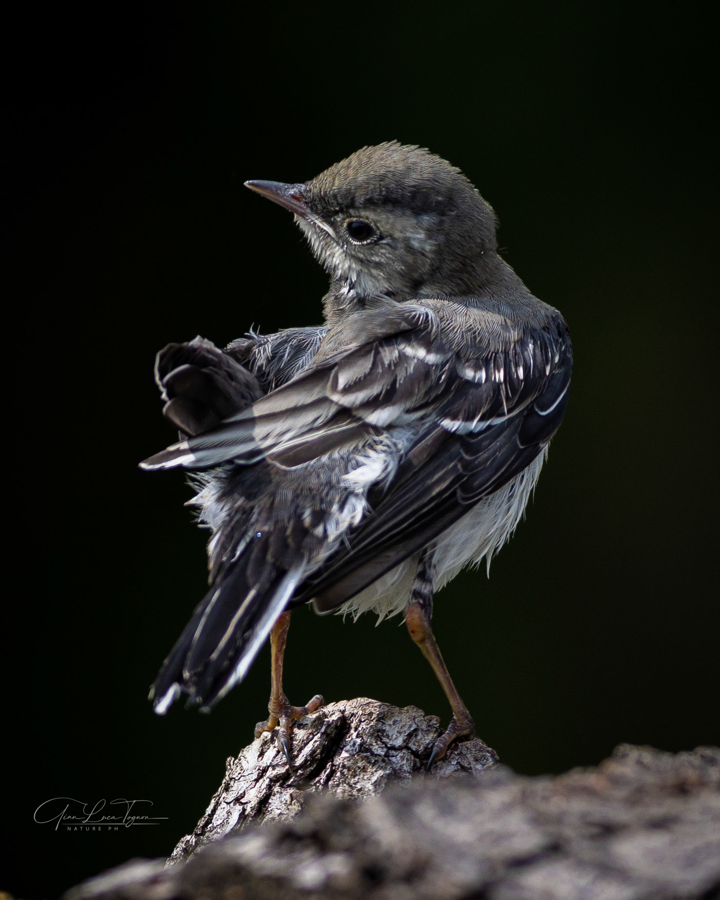 Lo stile è il movimento dell'anima. (Jules Michel...