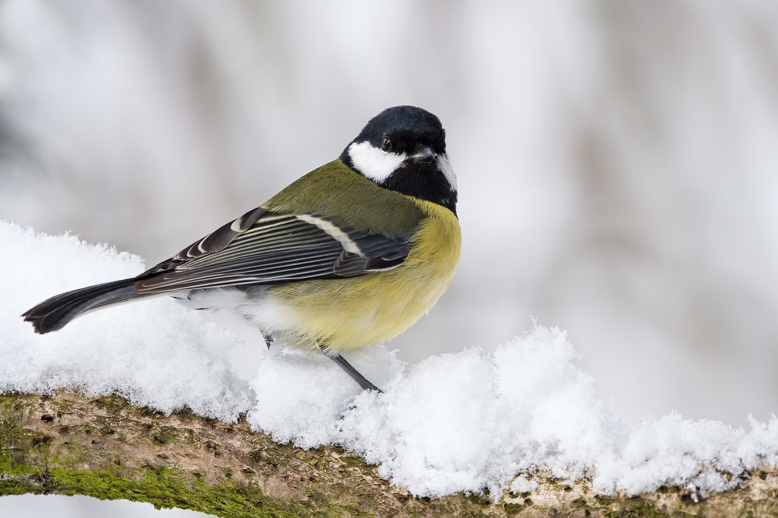 Parus major