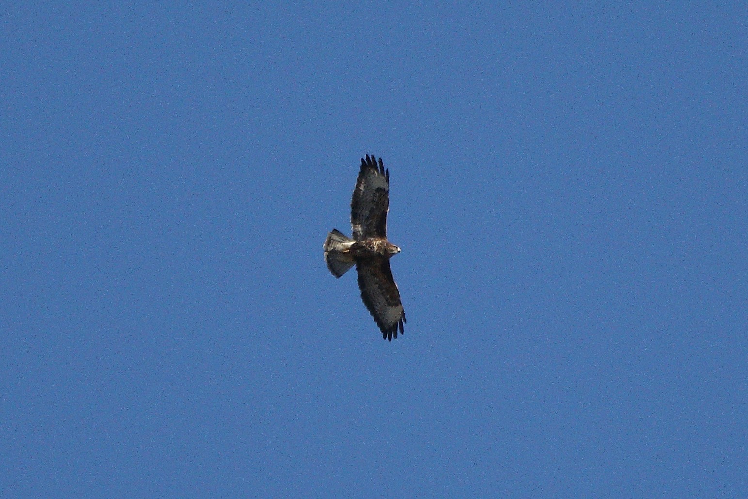 Buzzard