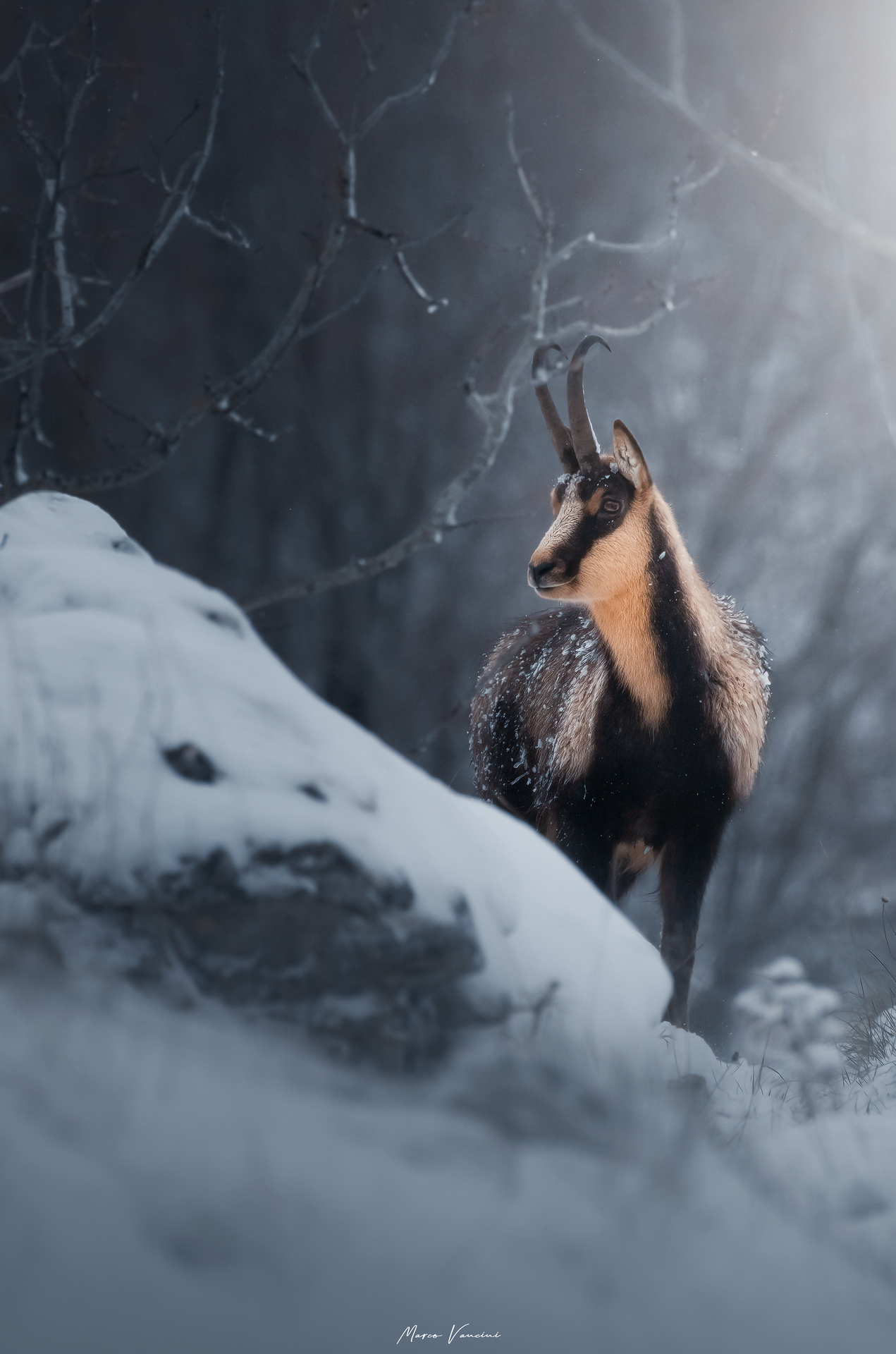 Il fascino del camoscio