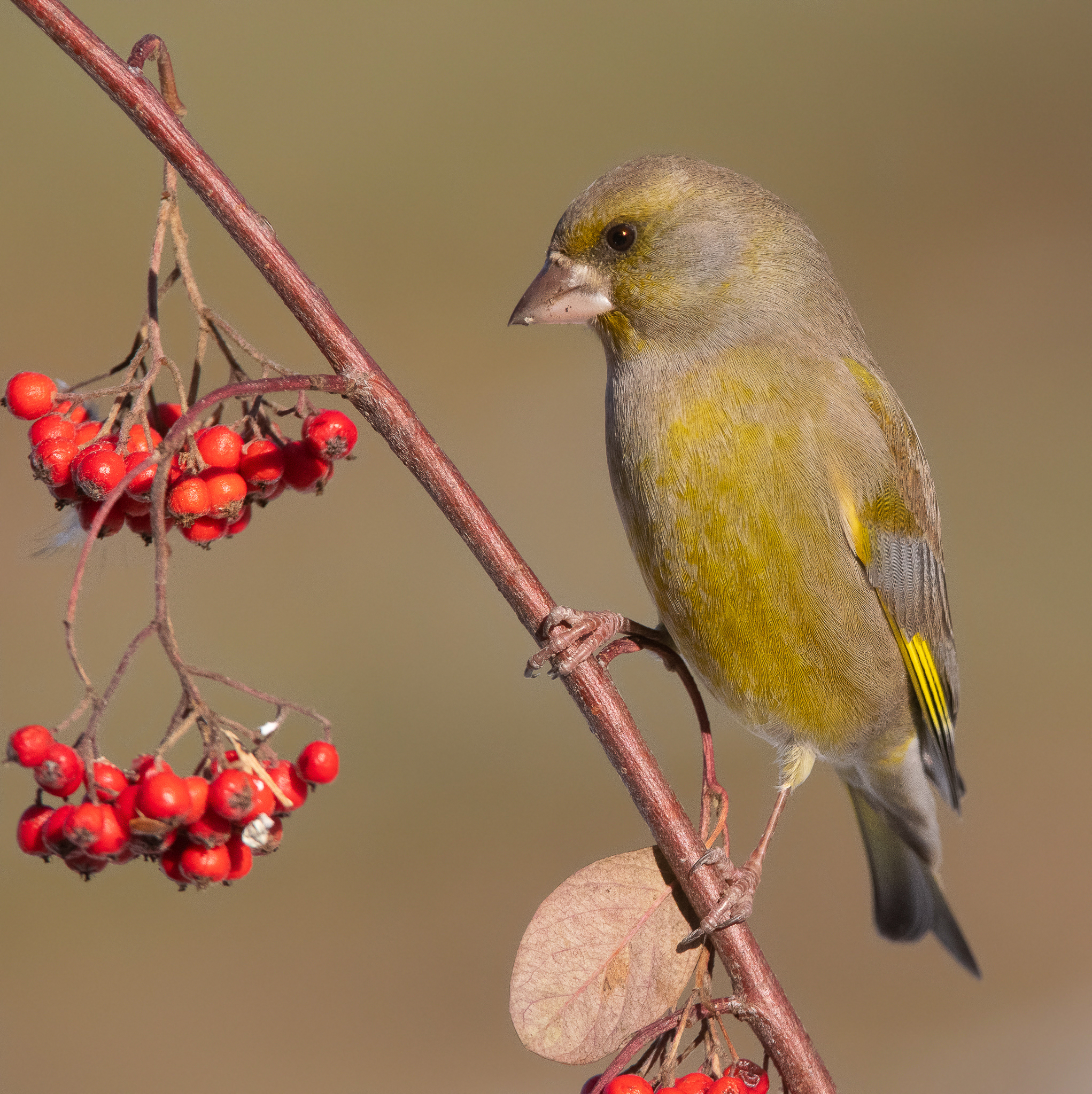 Piumaggio verde e oliva con sfumature gialle oro