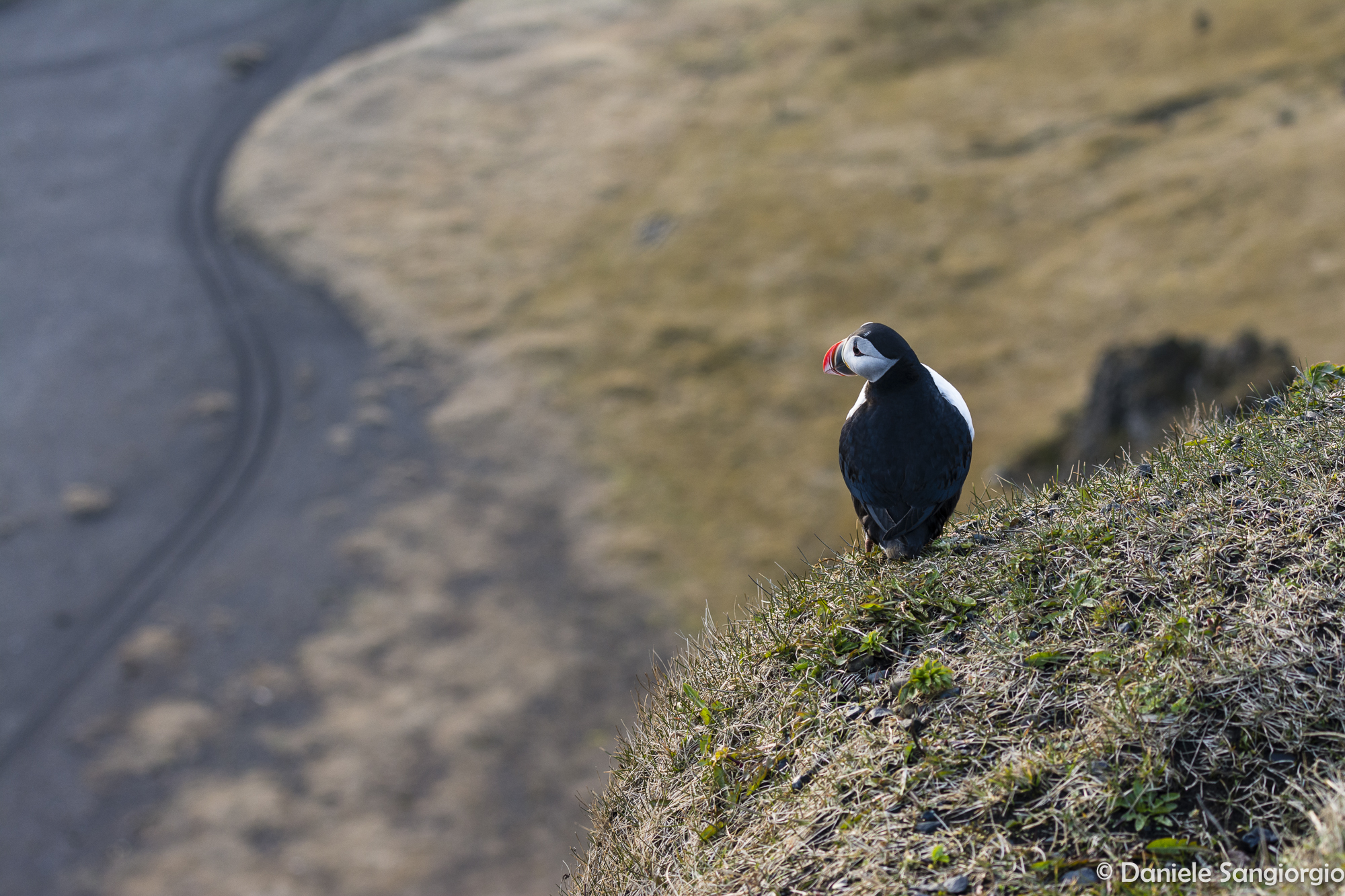 Lonely puffin