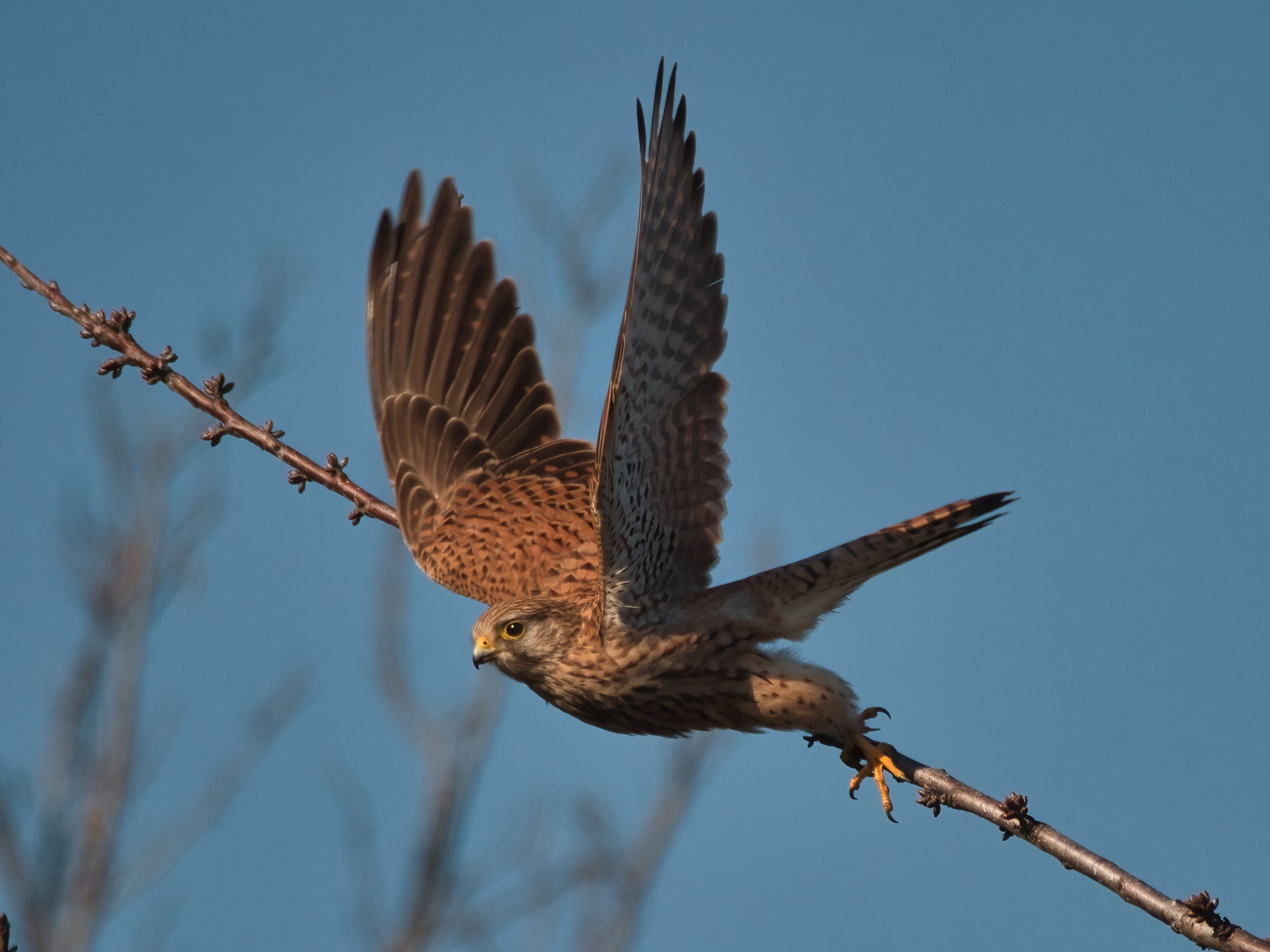 The detachment of the kestrel