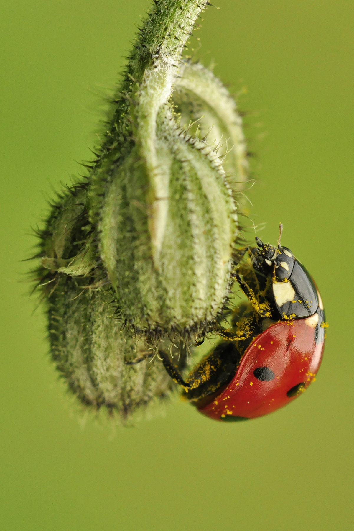 Coccinella