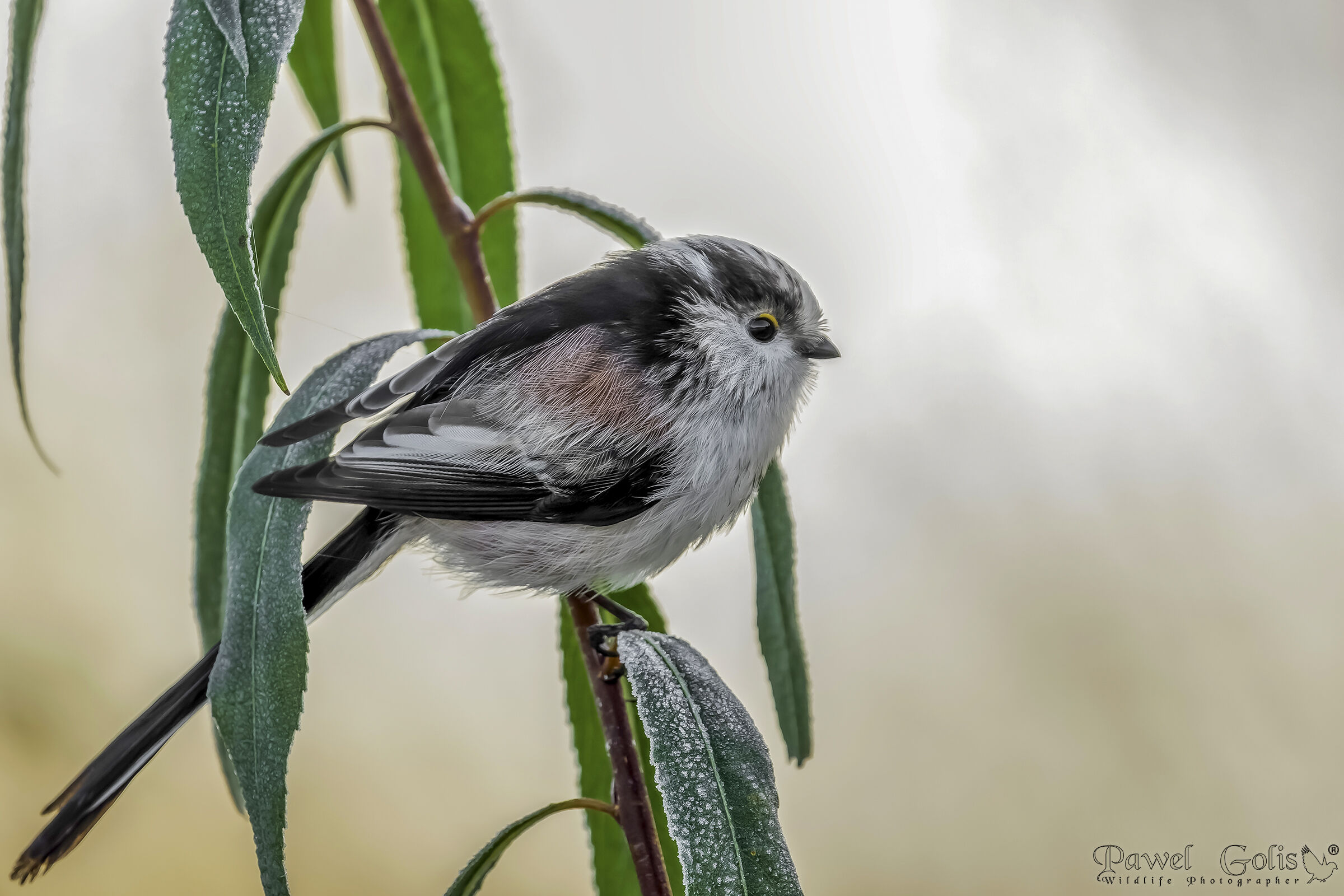 Bushtit dalla coda lunga (Aegithalos caudatus)