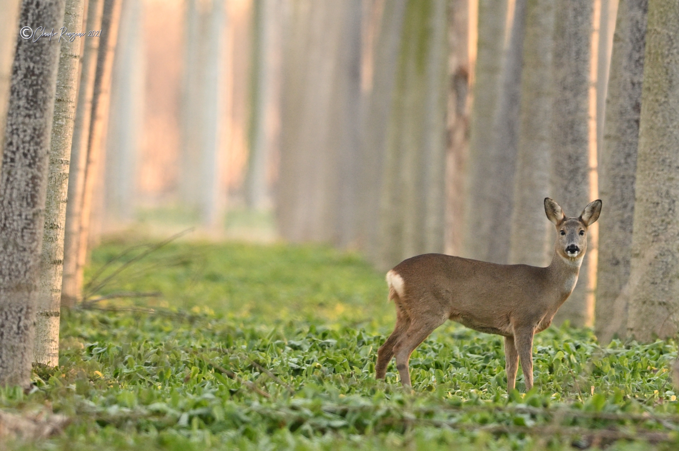 female roe deer in poplar