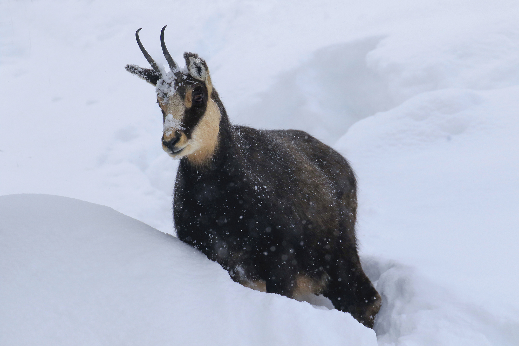 mai vista tanta neve, camoscio