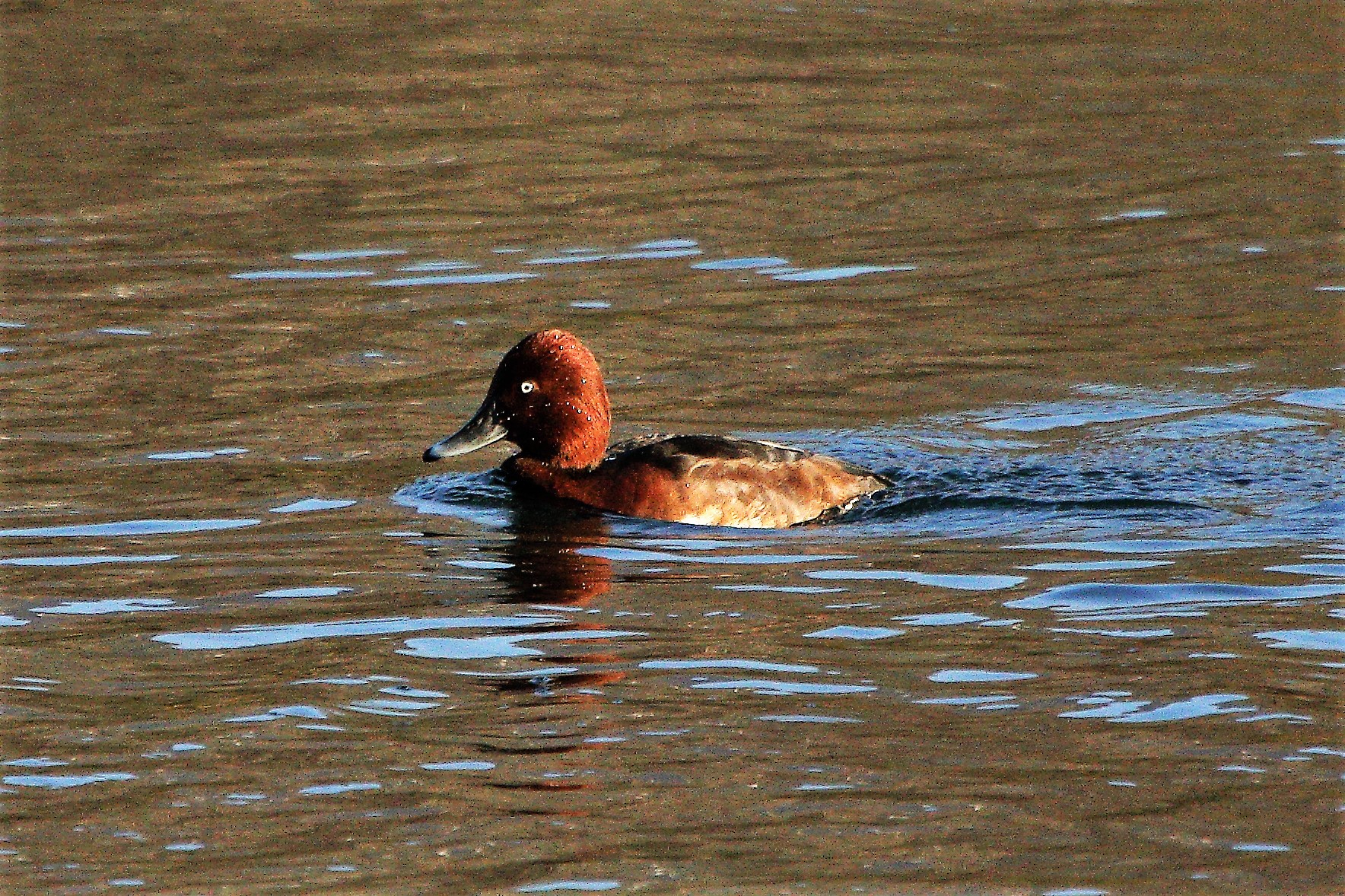 ferruginous duck