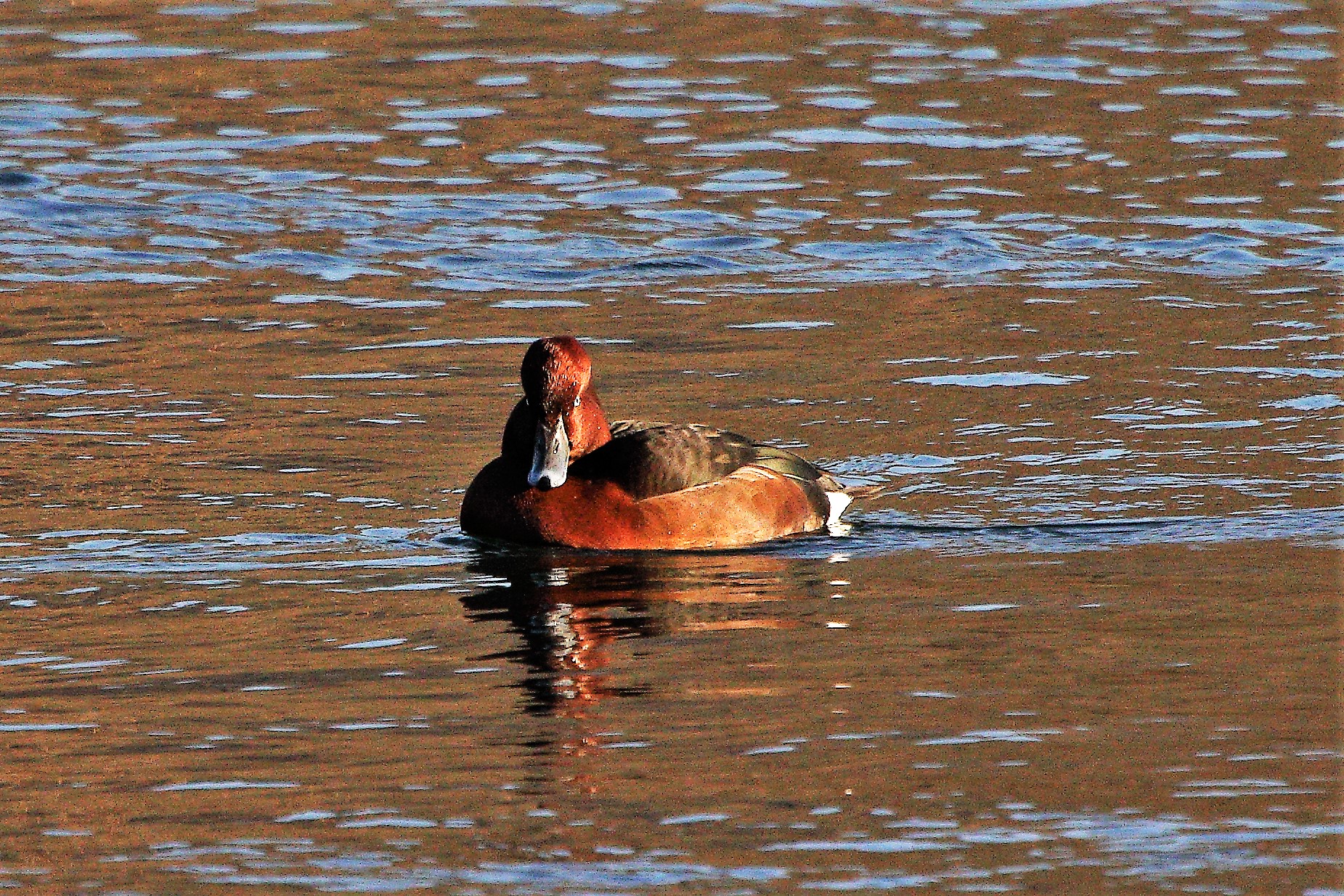 ferruginous duck