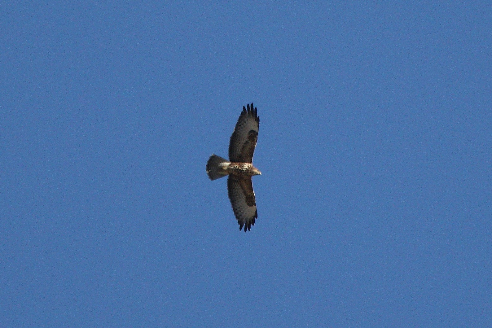 Buzzard
