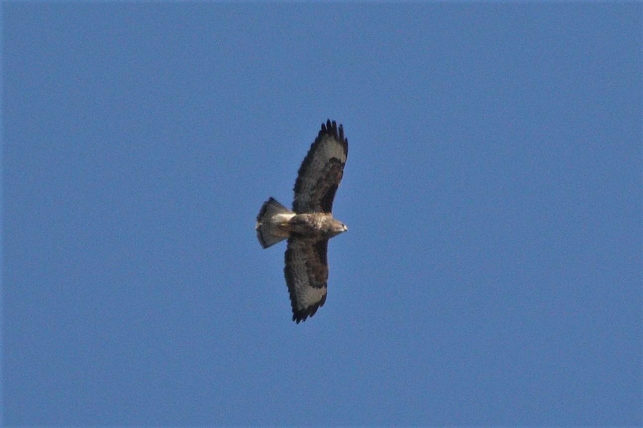 Buzzard