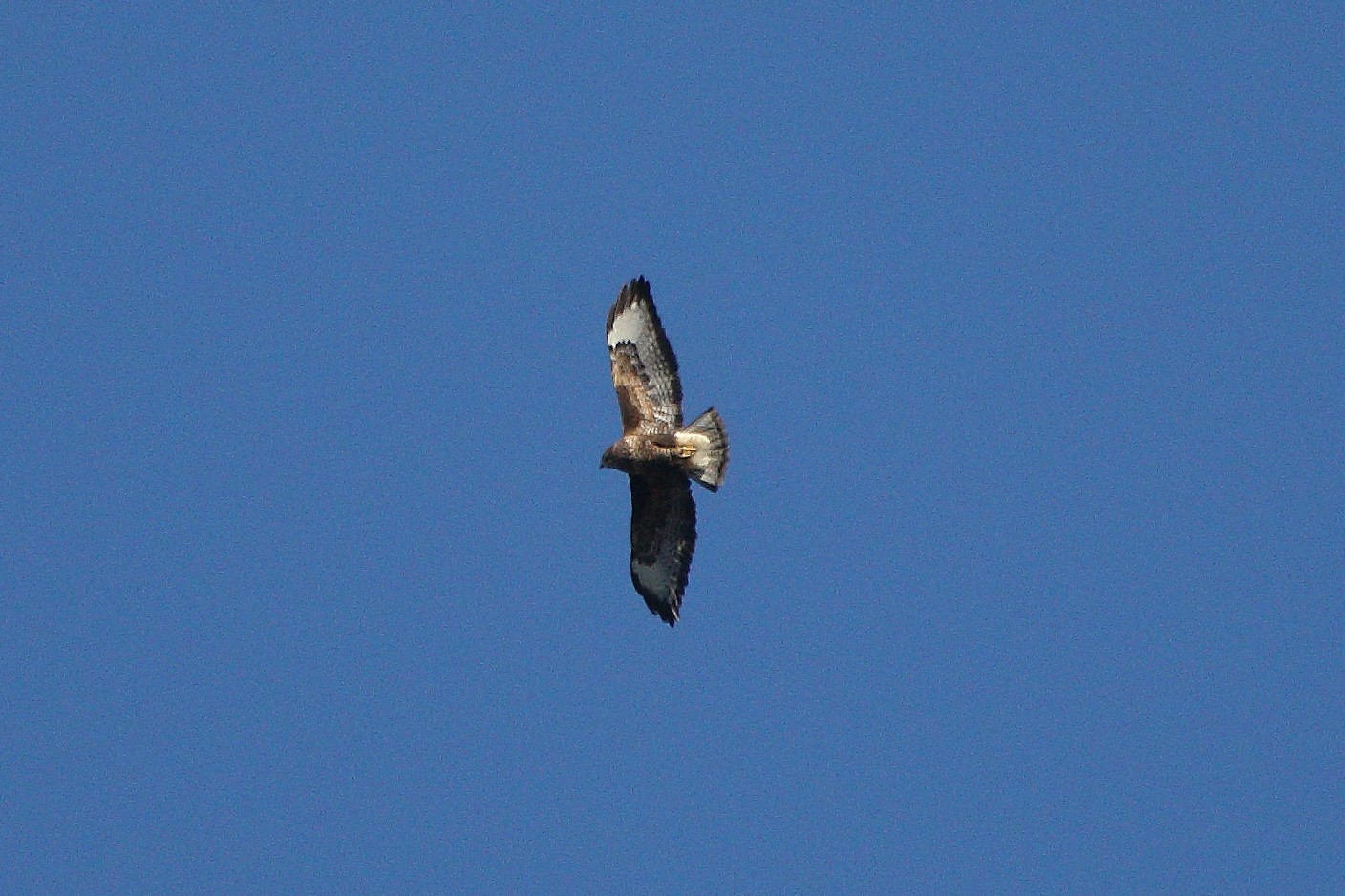 Buzzard