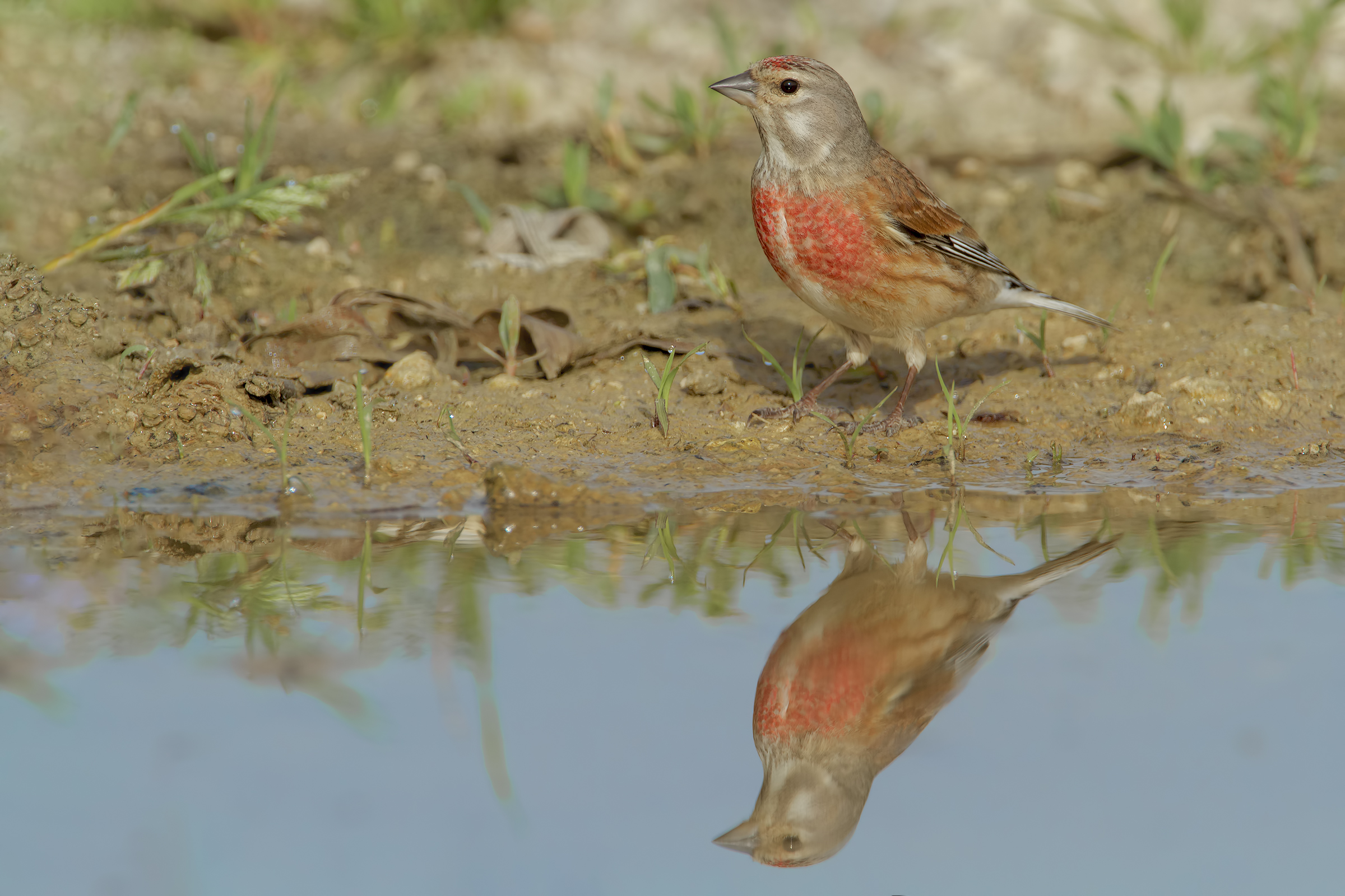 Fanello with reflection