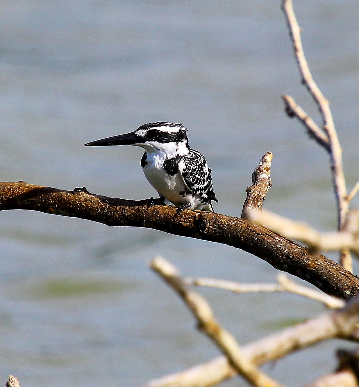 Lesser Pied Kingfisher