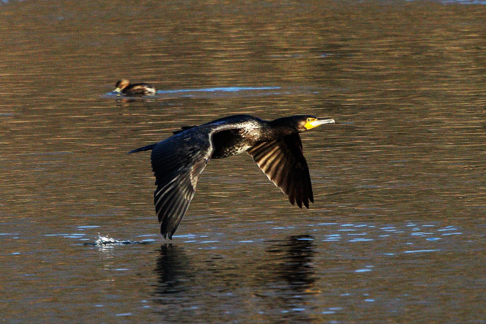 Cormorant