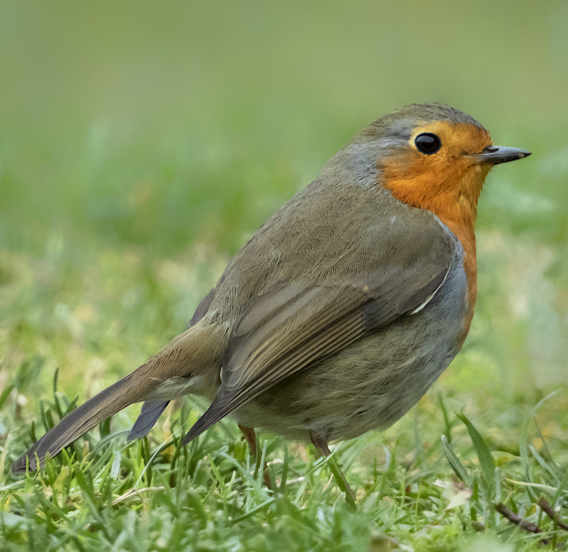 Pettirosso (Erithacus rubecula)
