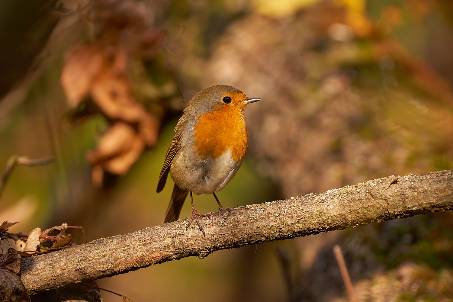 Il pettirosso europeo (Erithacus rubecula)