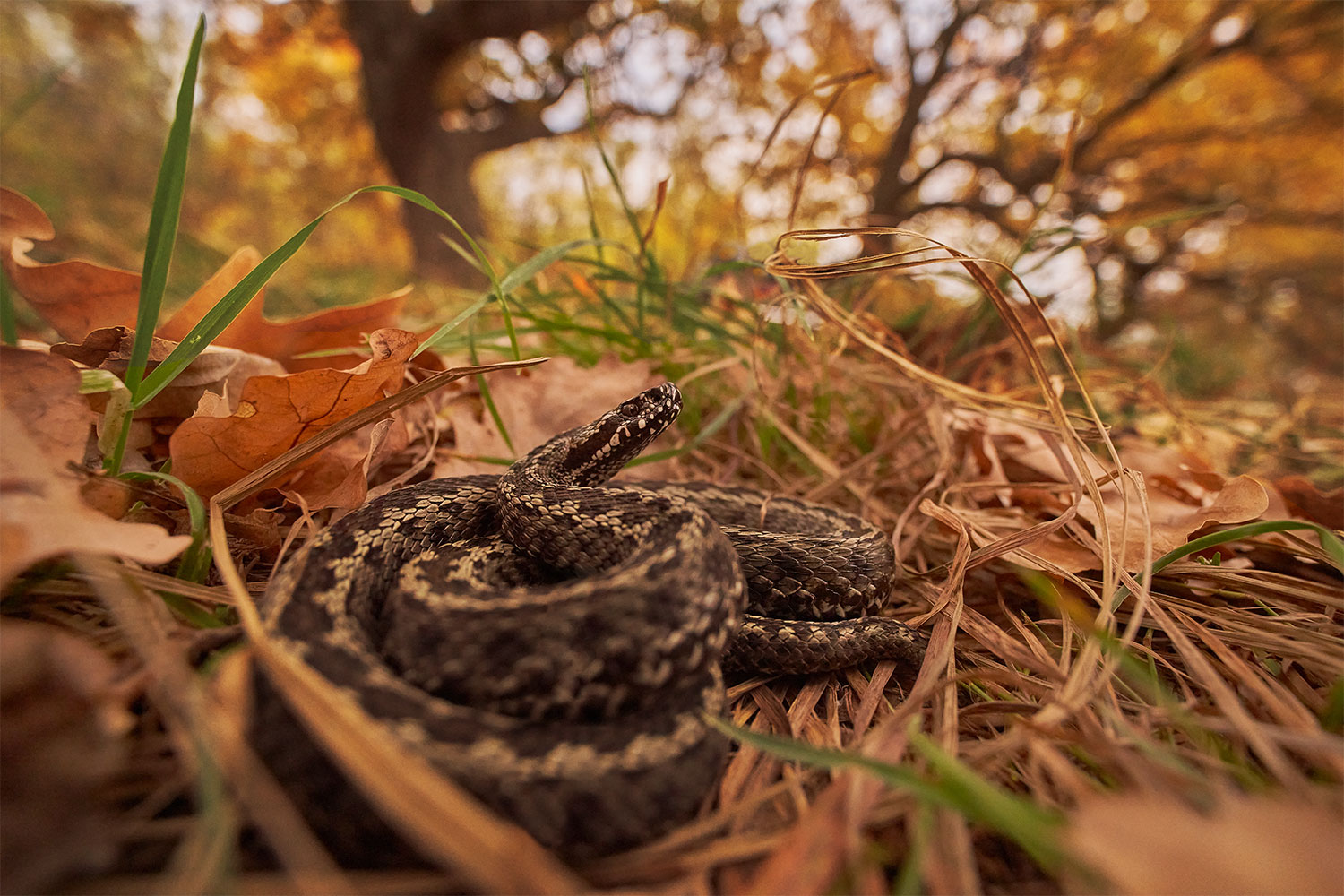 Vipera renardi