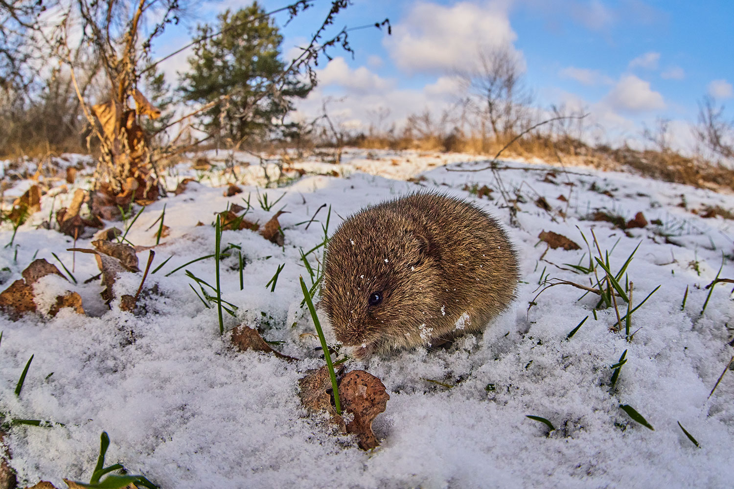 The social vole (Microtus socialis)