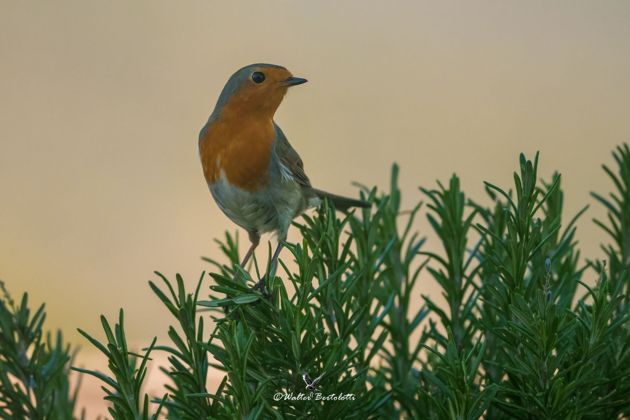 il pettirosso e il rosmarino