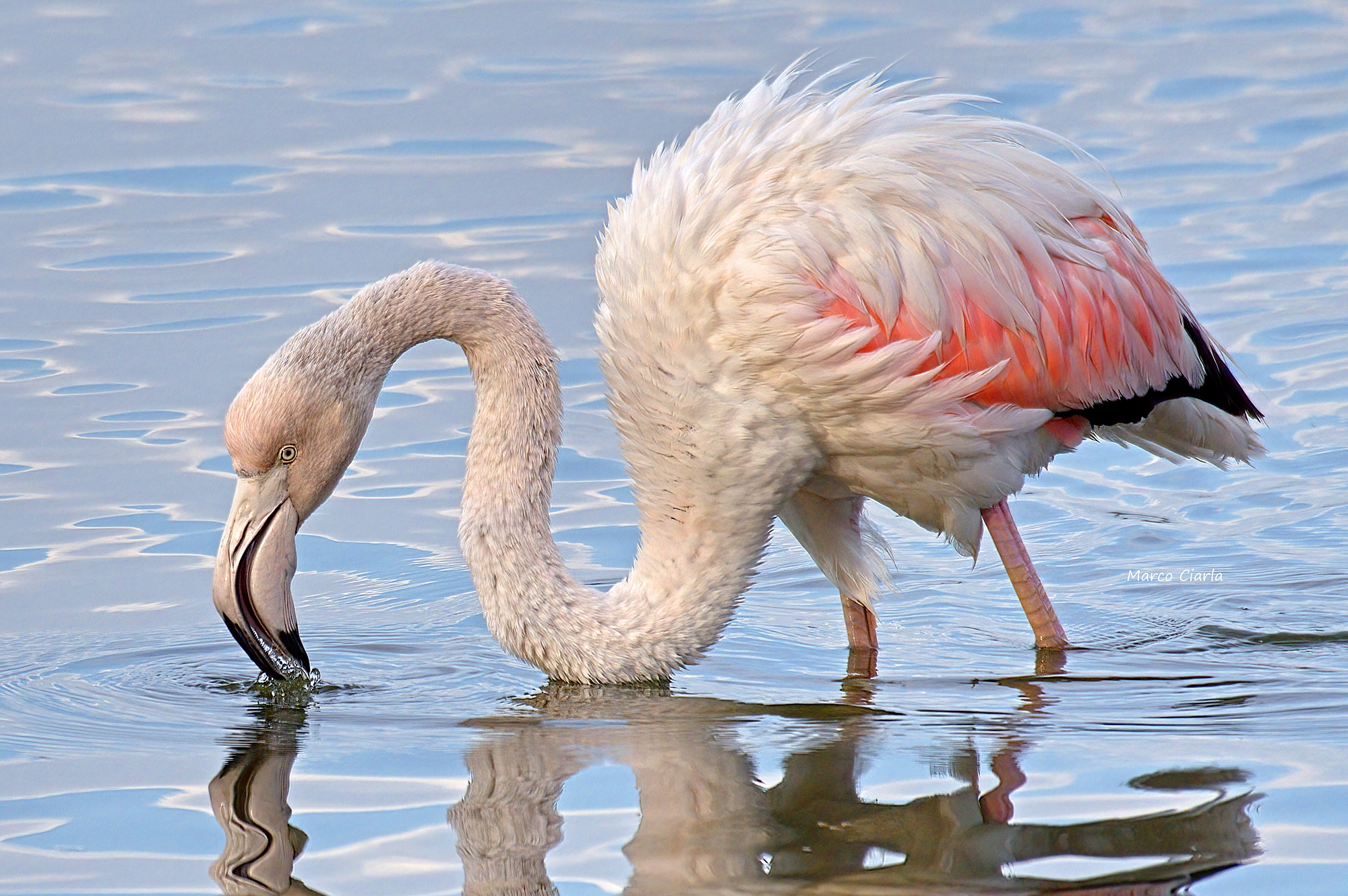 Fenicottero maggiore (Phoenicopterus roseus)